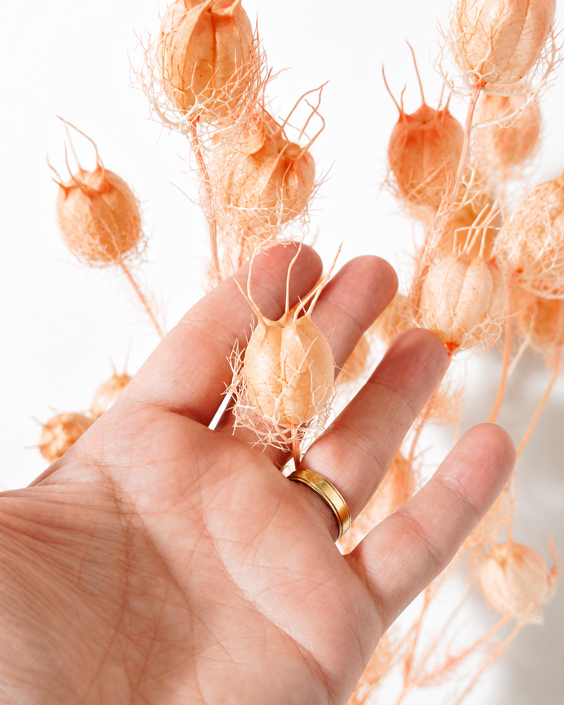 A hand holding a single dried blush pink Nigella seed pod to demonstrate scale and soft texture.

