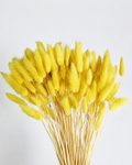 Yellow Bunny Tail Grass