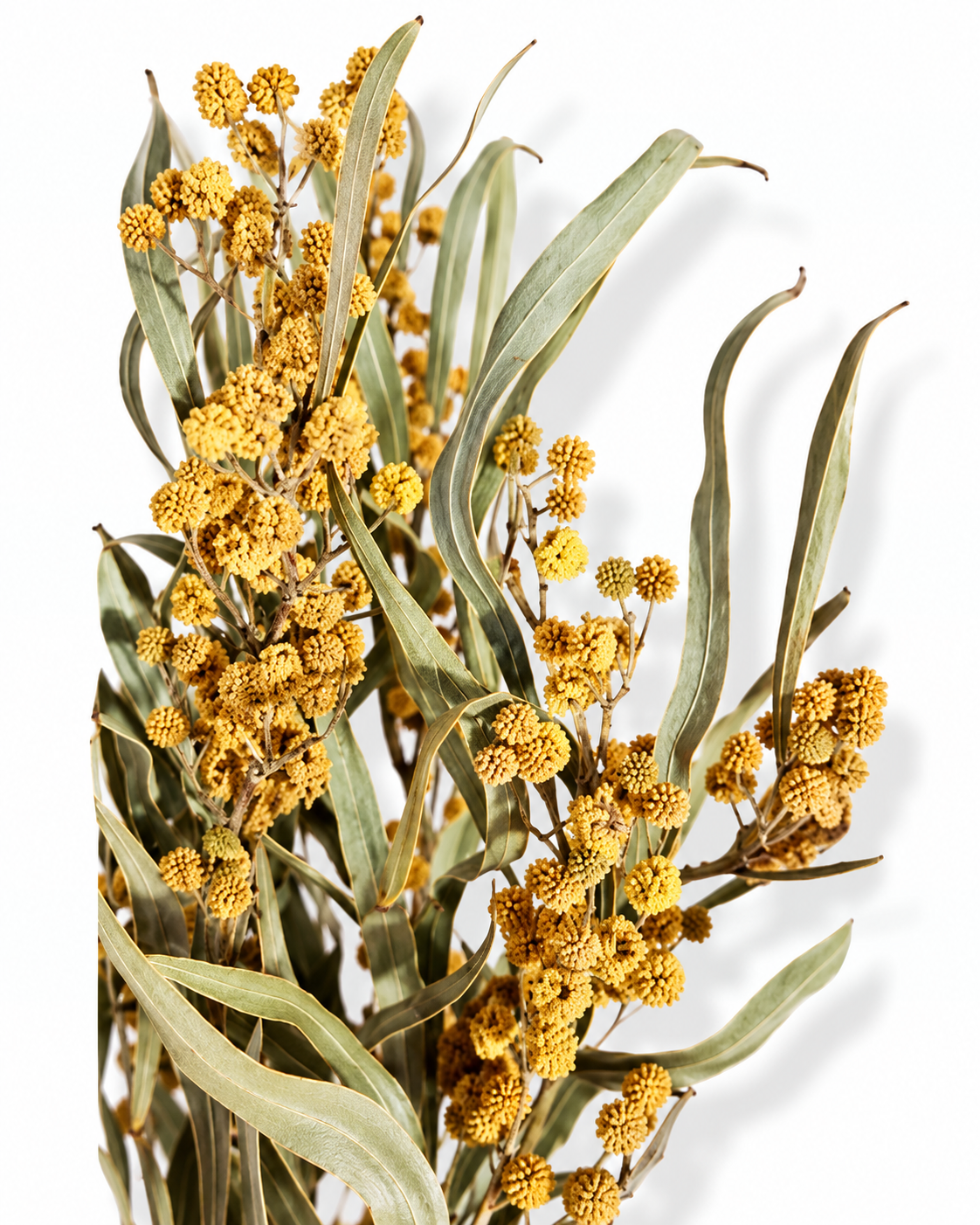 Detailed close-up shot of small yellow Mimosa flower clusters and silvery-green Acacia leaves on a clean white surface.
