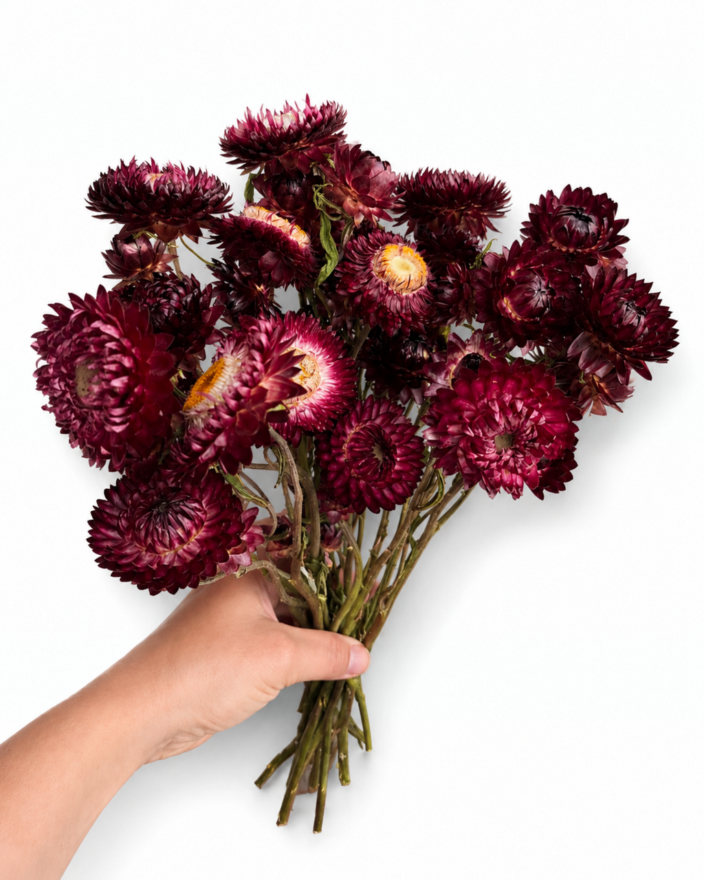 Detailed paper texture of deep wine red strawflower heads for boho wedding floral arrangements