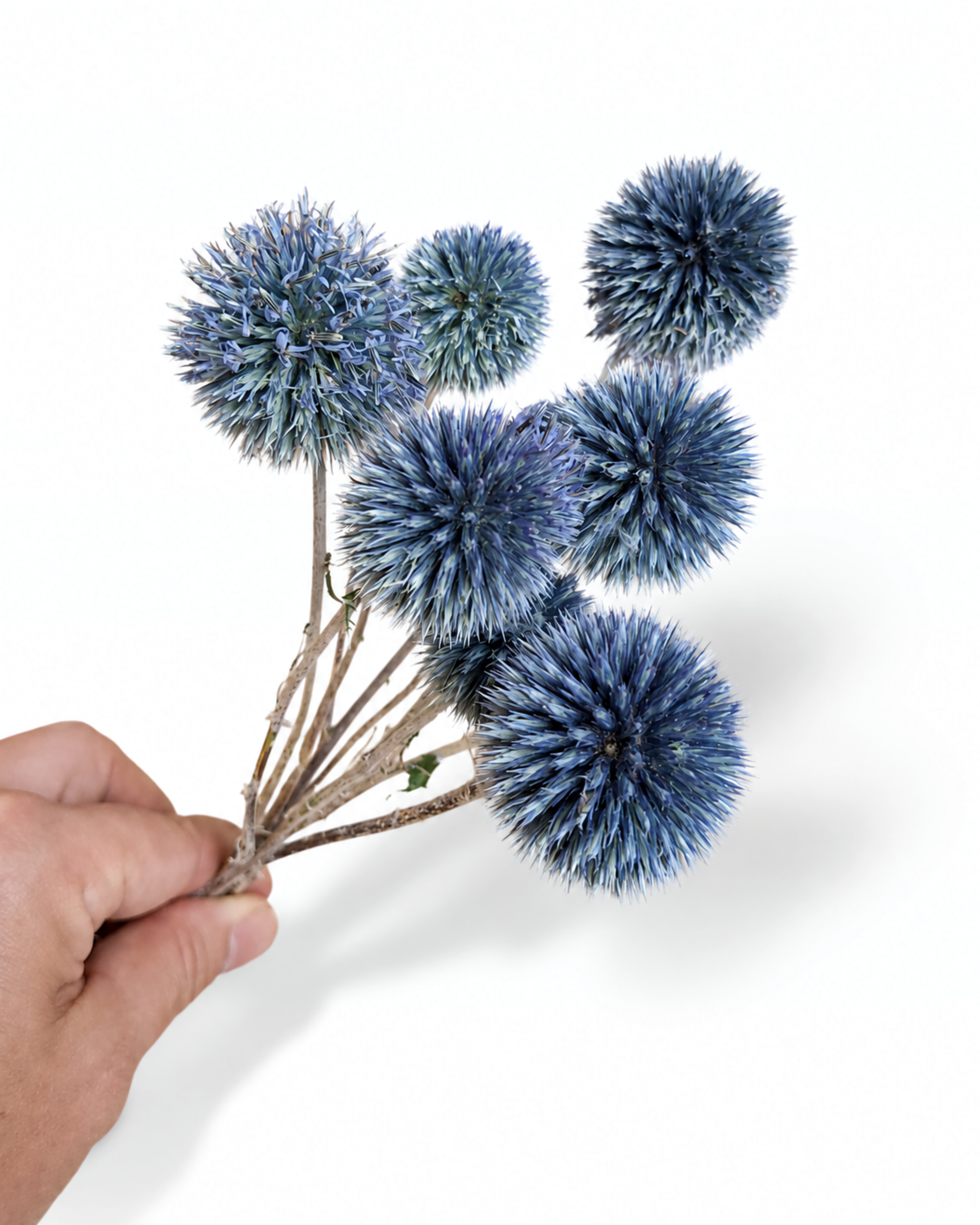 Dried Echinops Stems - Natural Blue Globe Thistle Bunch