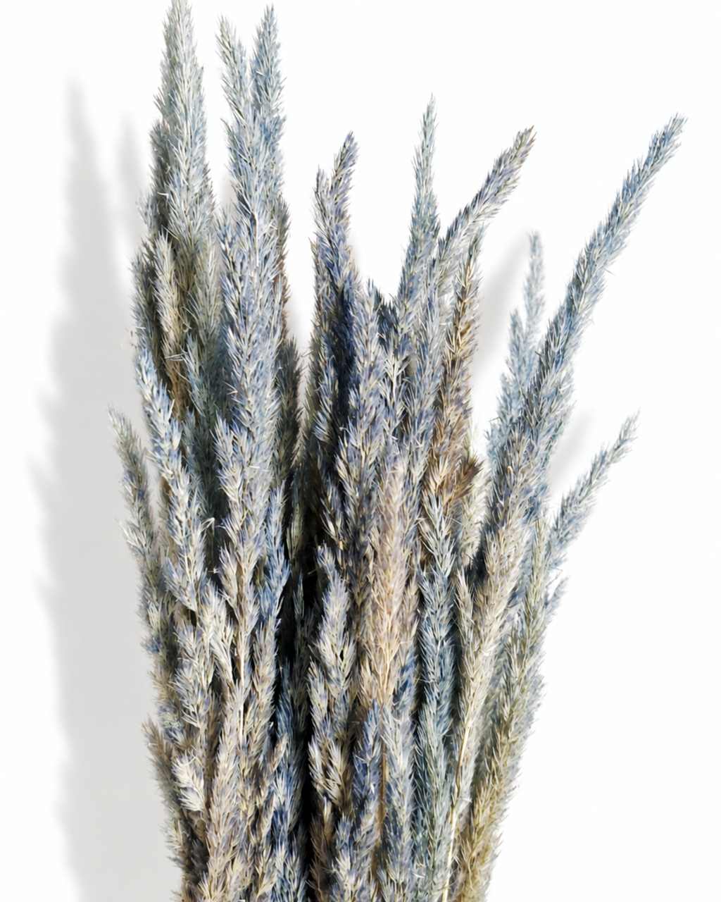 Dried Dusty Blue Calamagrostis Stems - Smoky Grey Blend