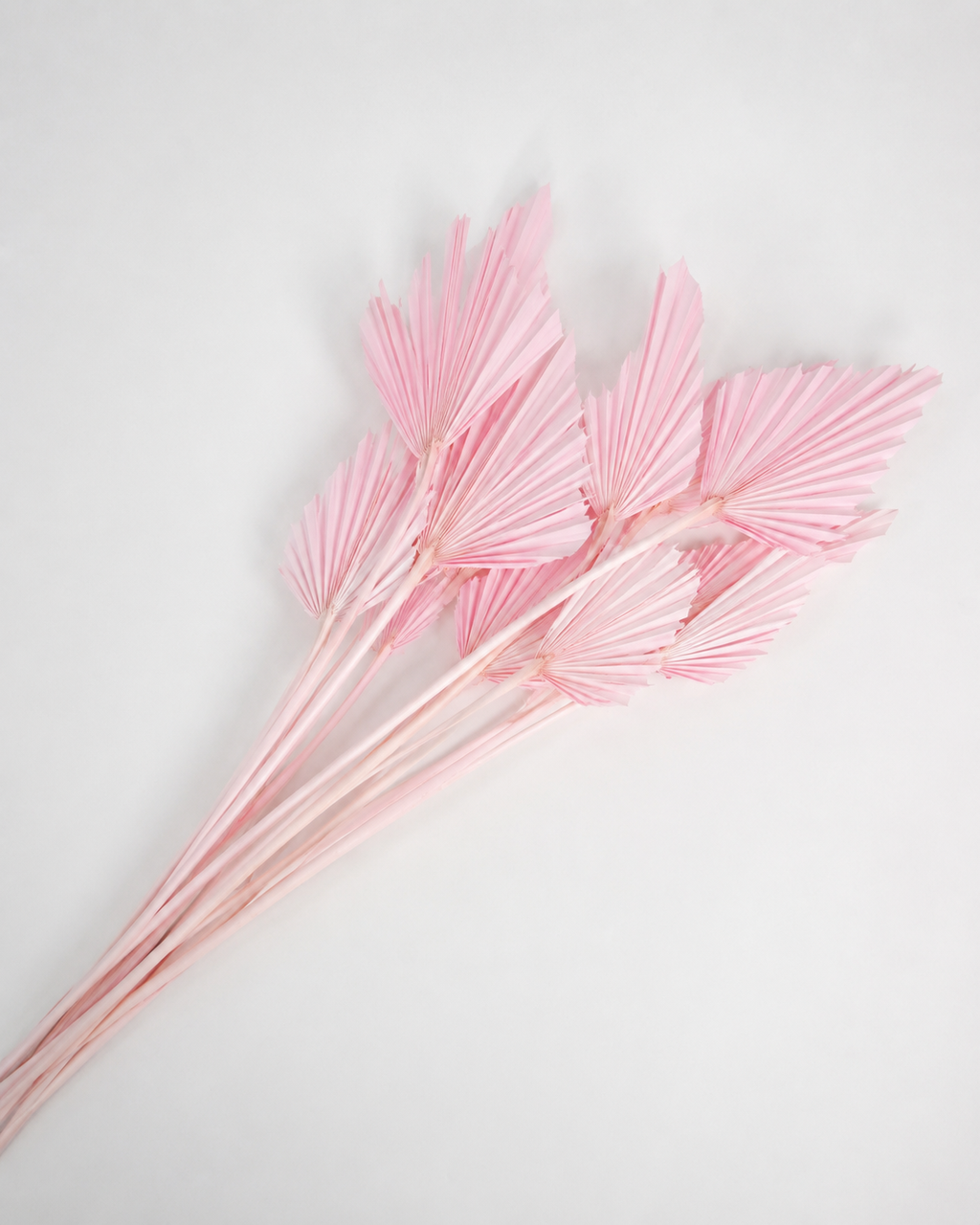 Dried Palm spear Light pink