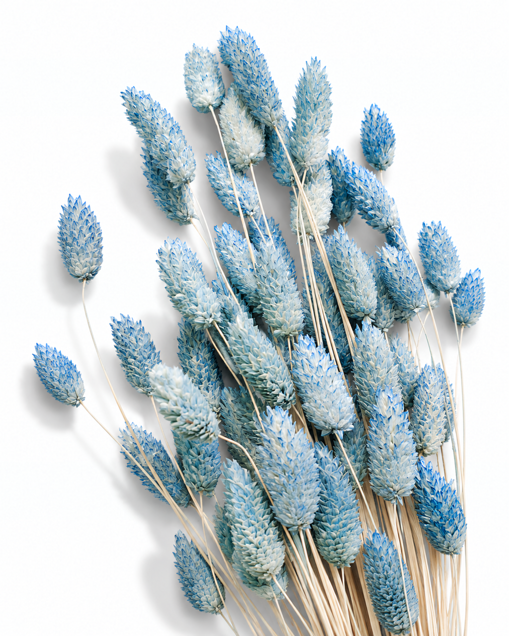 Close-up view of textured light blue dried Phalaris seed heads arranged on a white background.
