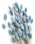 Close-up view of textured light blue dried Phalaris seed heads arranged on a white background.
