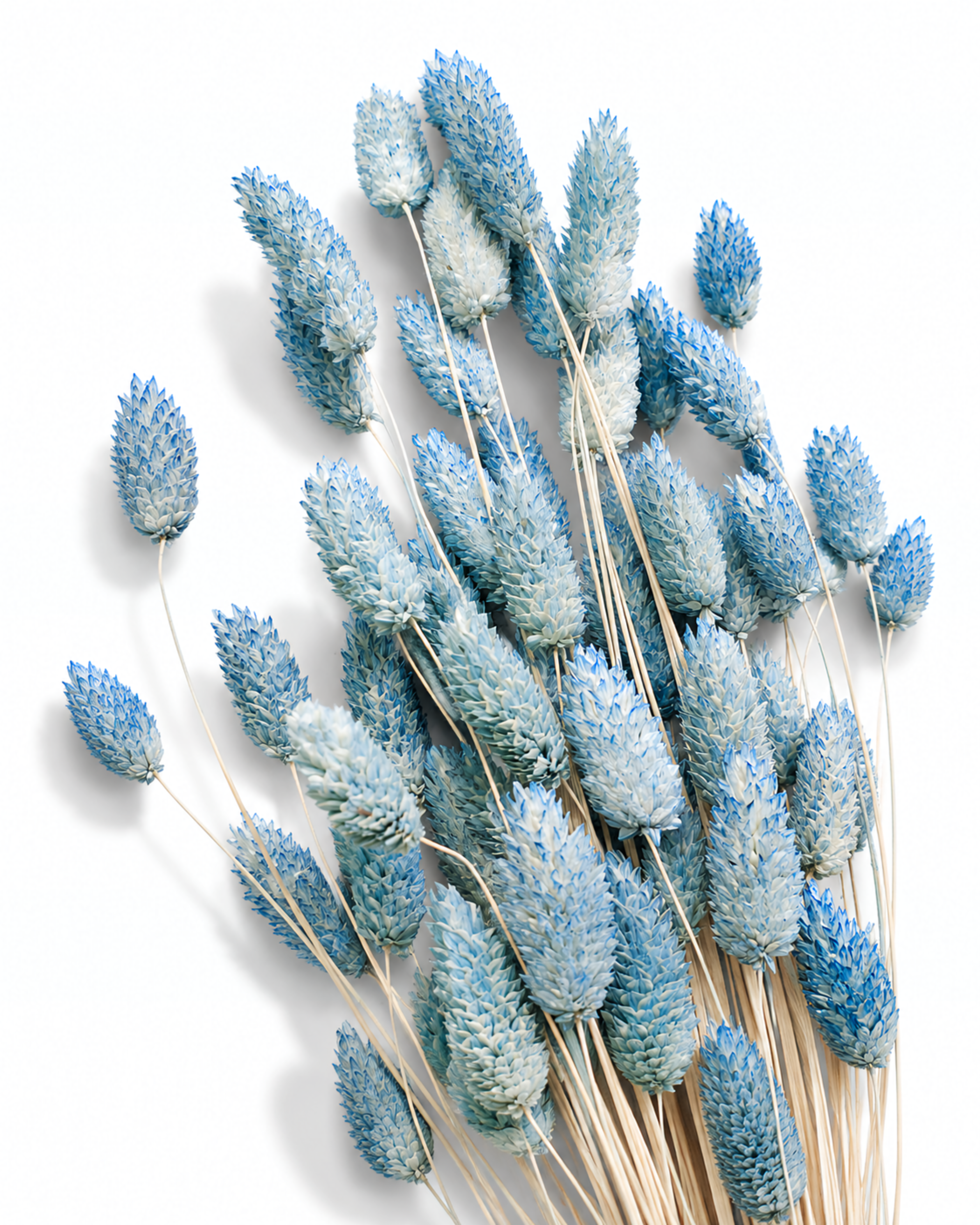 Close-up view of textured light blue dried Phalaris seed heads arranged on a white background.
