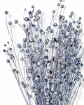Dusty Blue Flax Stems