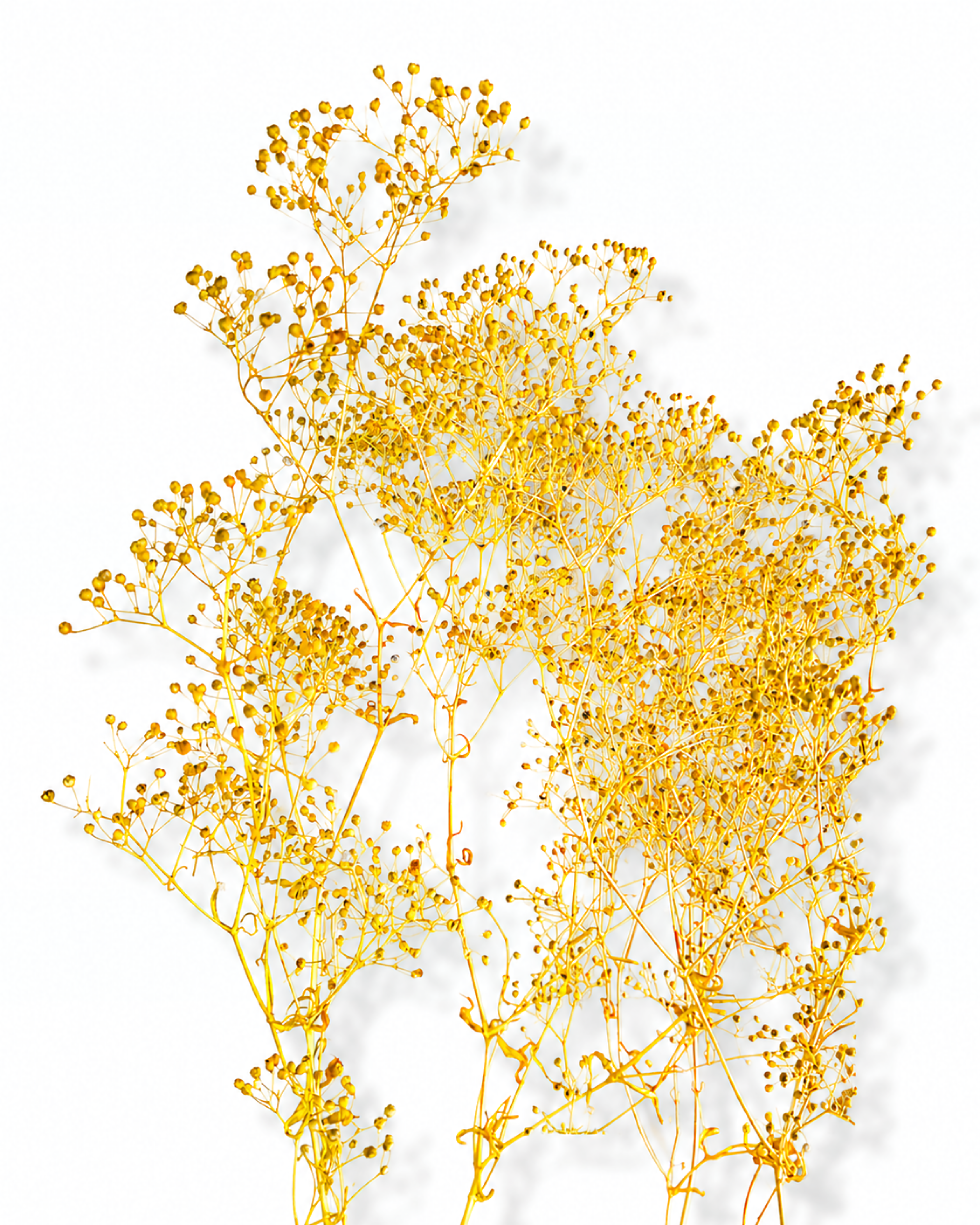 Yellow Preserved Gypsophila Stems