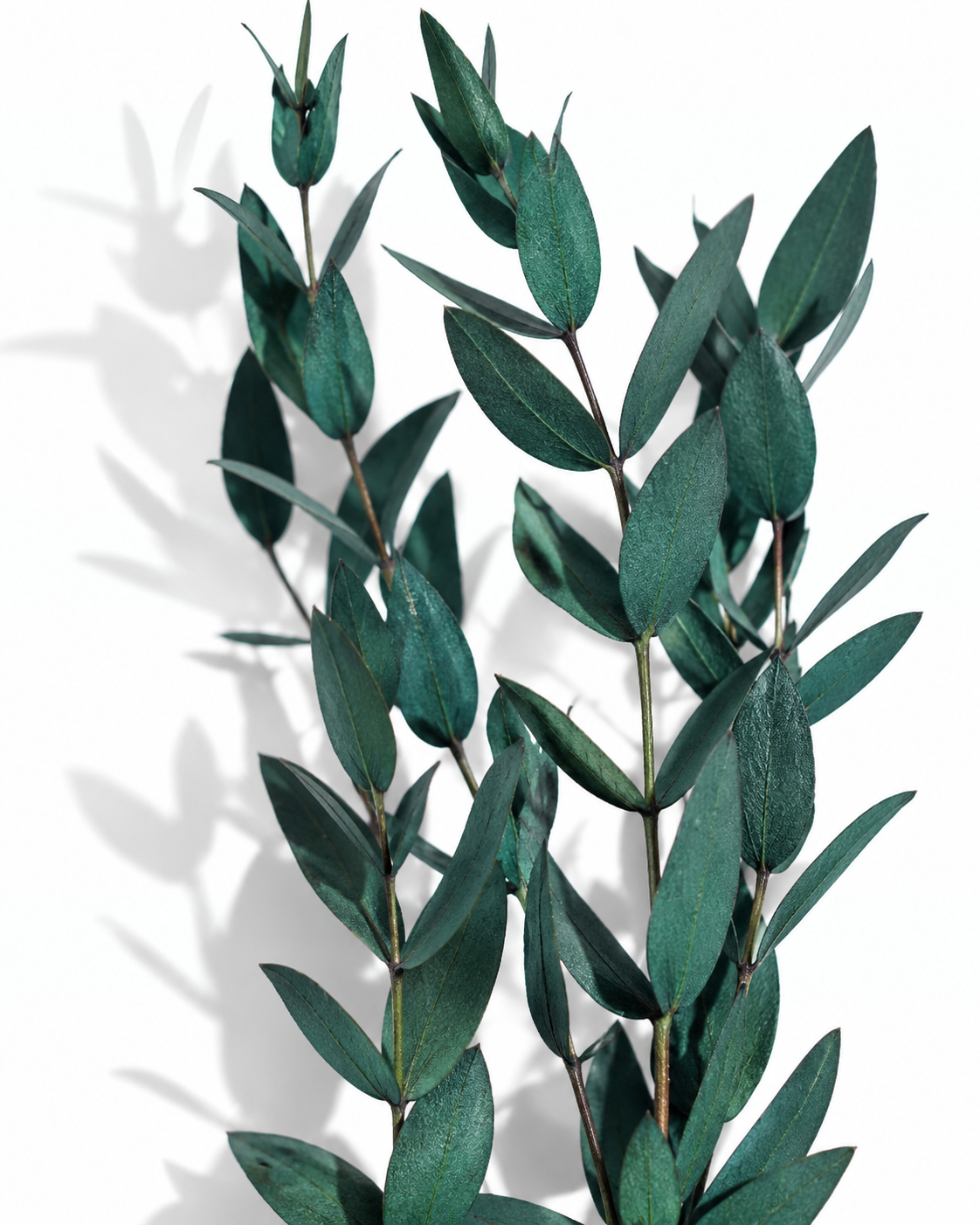 Naturally air-preserved dark green Eucalyptus Parvifolia branches, 5-6 pieces pack, 40-50cm height for elegant interior decoration.
