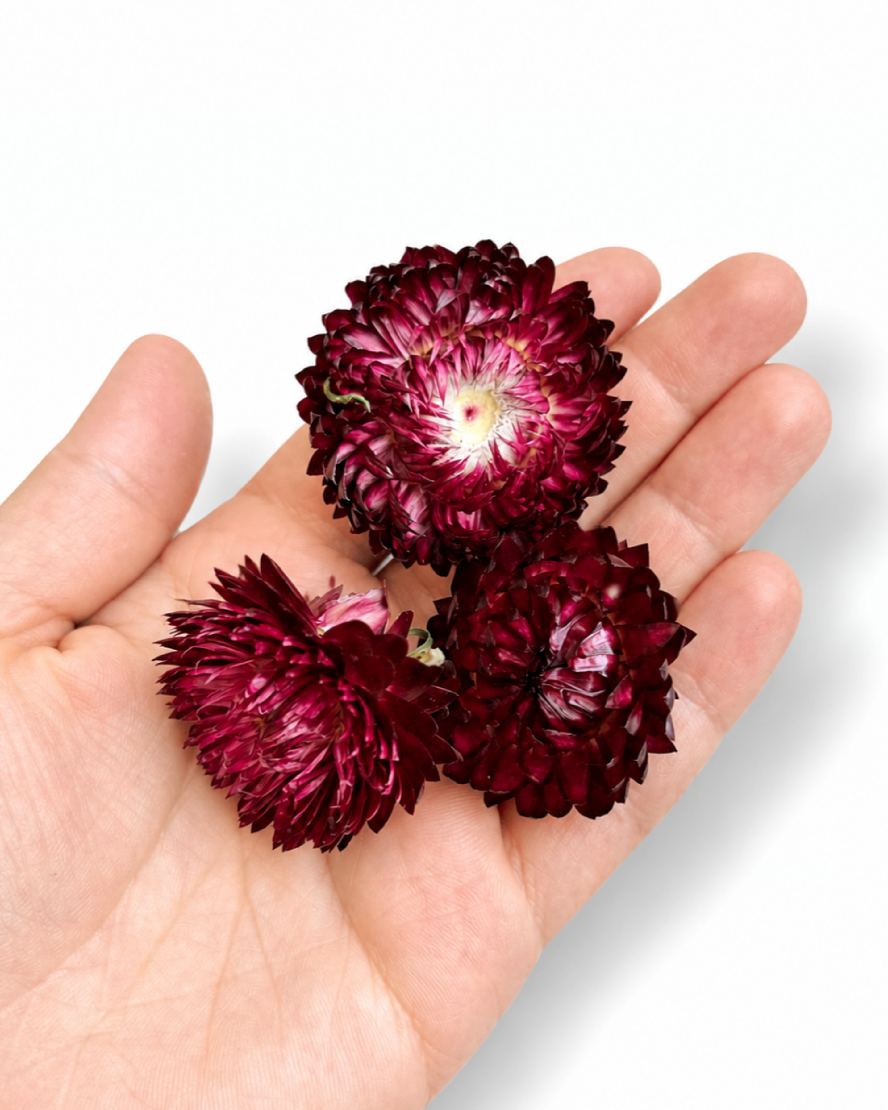 Close-up of three deep burgundy dried Helichrysum flower heads resting on an open palm.
