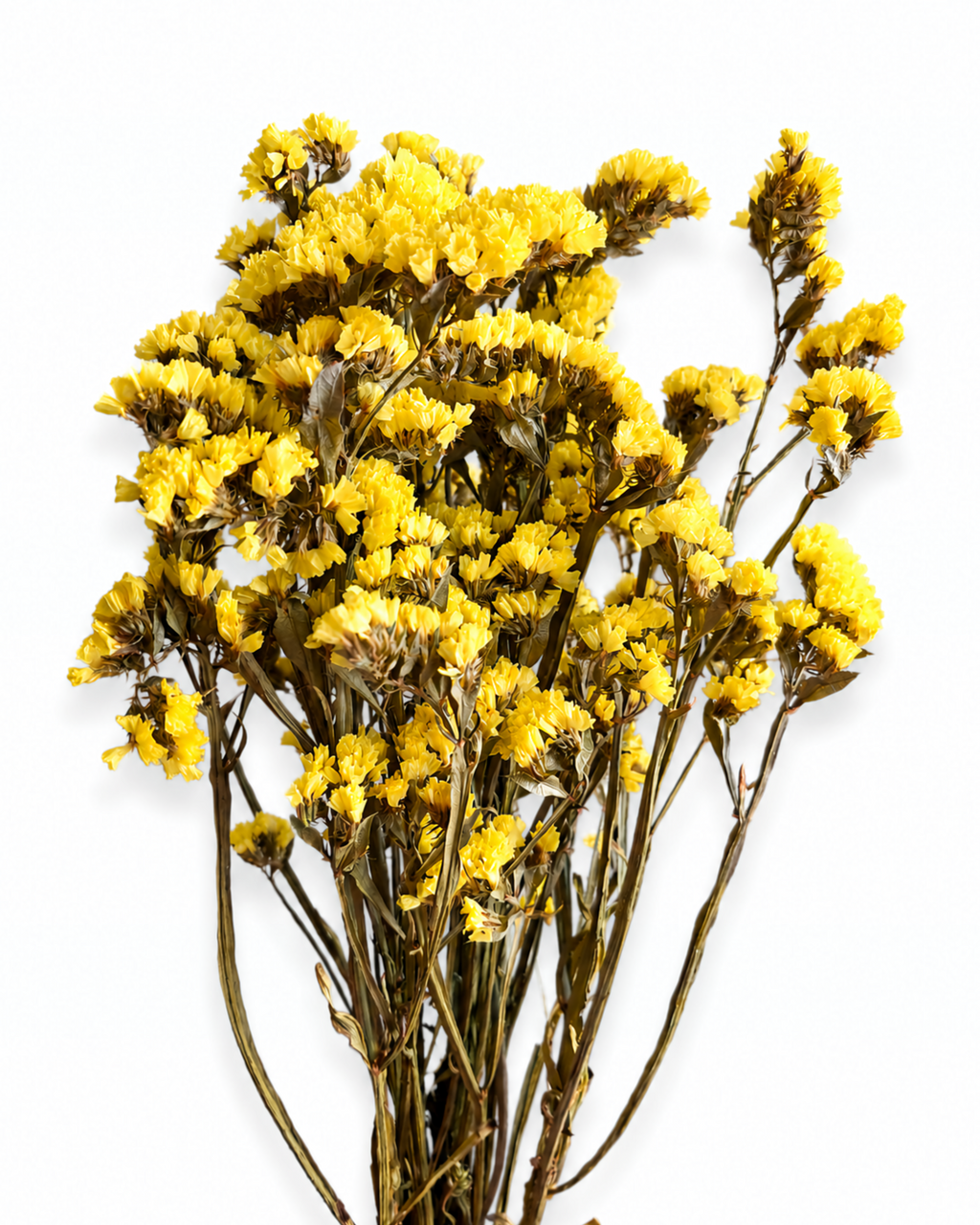 Yellow Dried Statice Bunch, Bright Limonium Stems