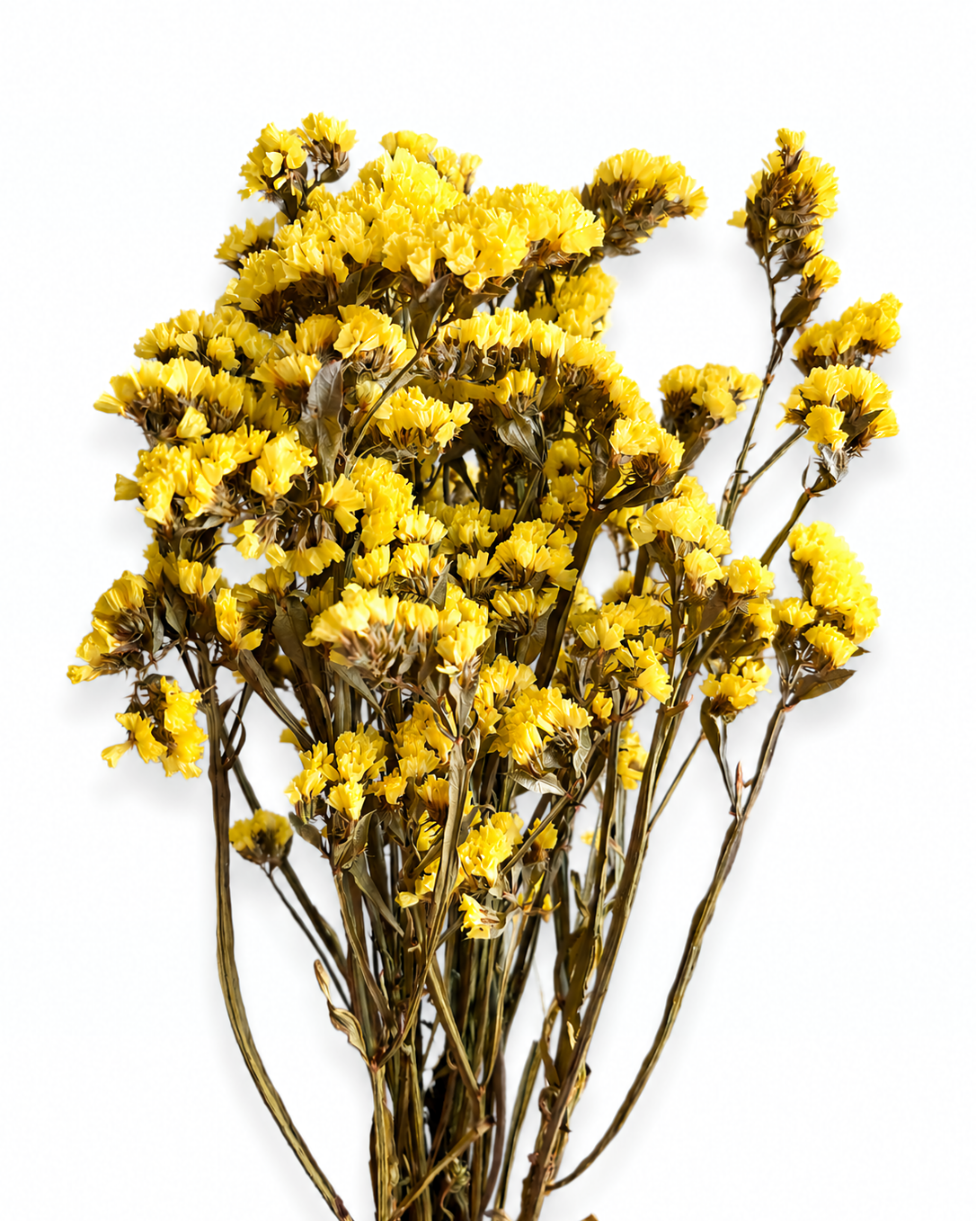 Yellow Dried Statice Bunch, Bright Limonium Stems