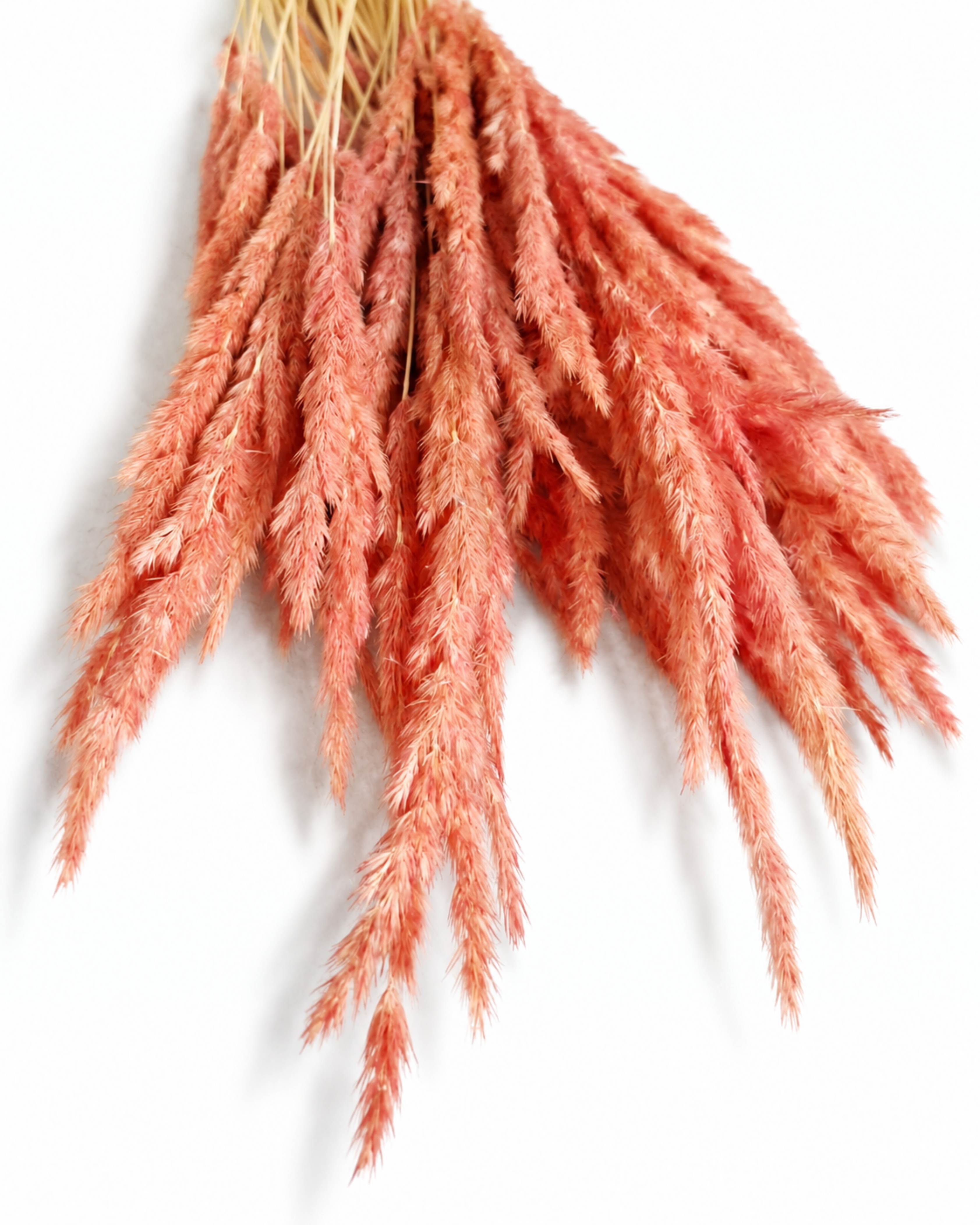 Soft dusty pink dried reed grass plumes spread diagonally across a clean white backdrop.
