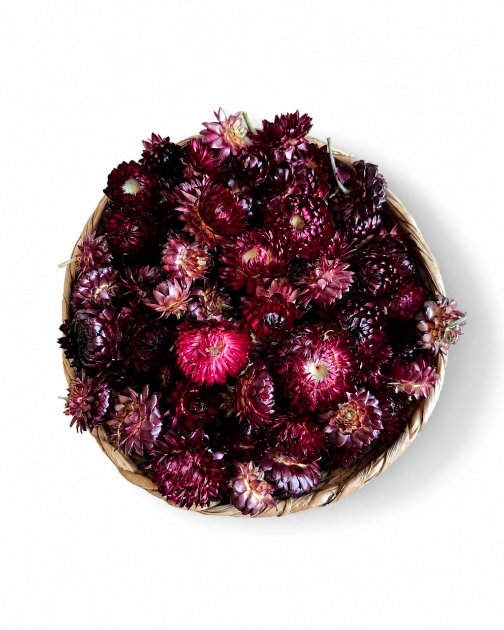 Dried Burgundy Helichrysum Flower Heads - Dark Red Strawflowers