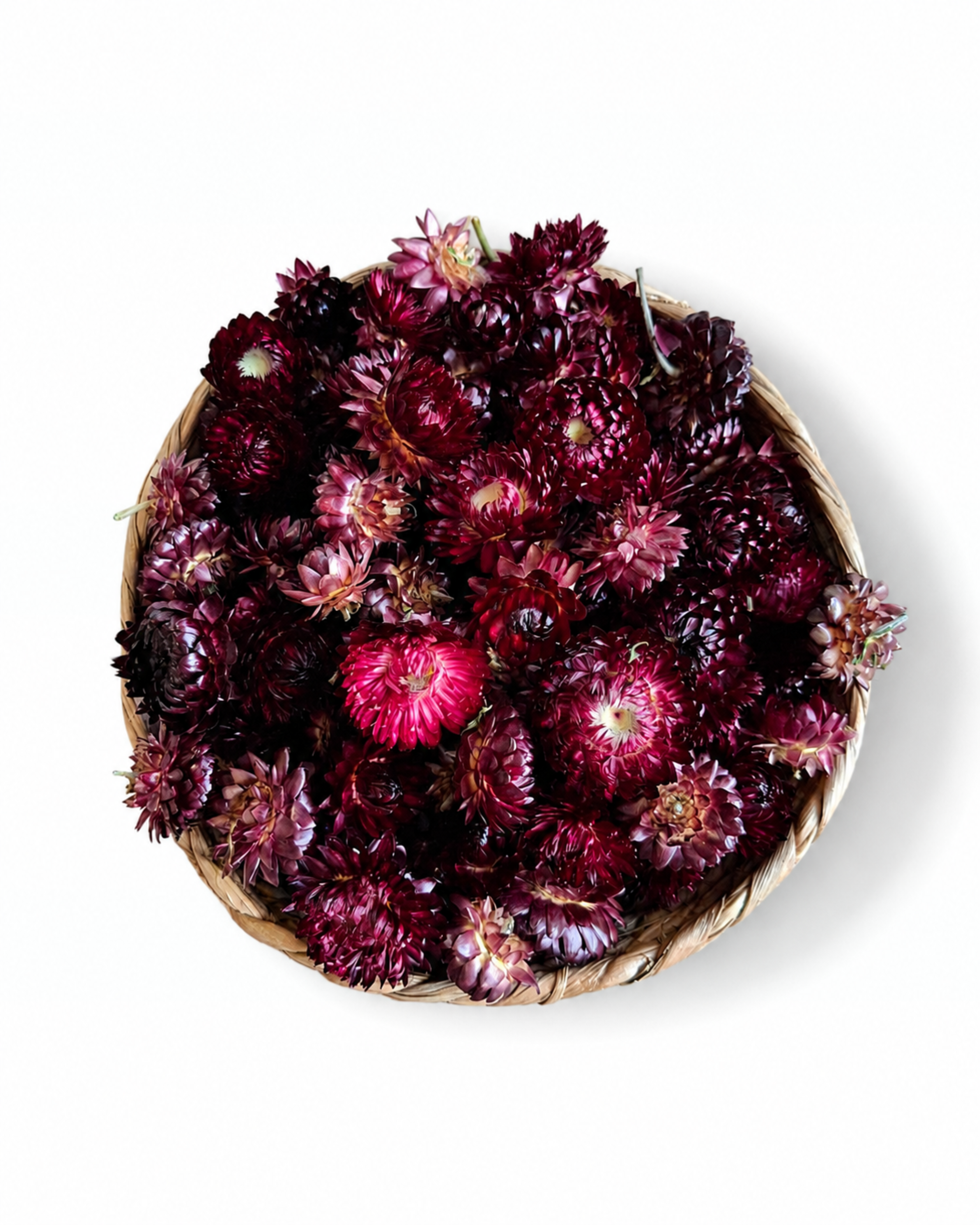 Dried Burgundy Helichrysum Flower Heads - Dark Red Strawflowers