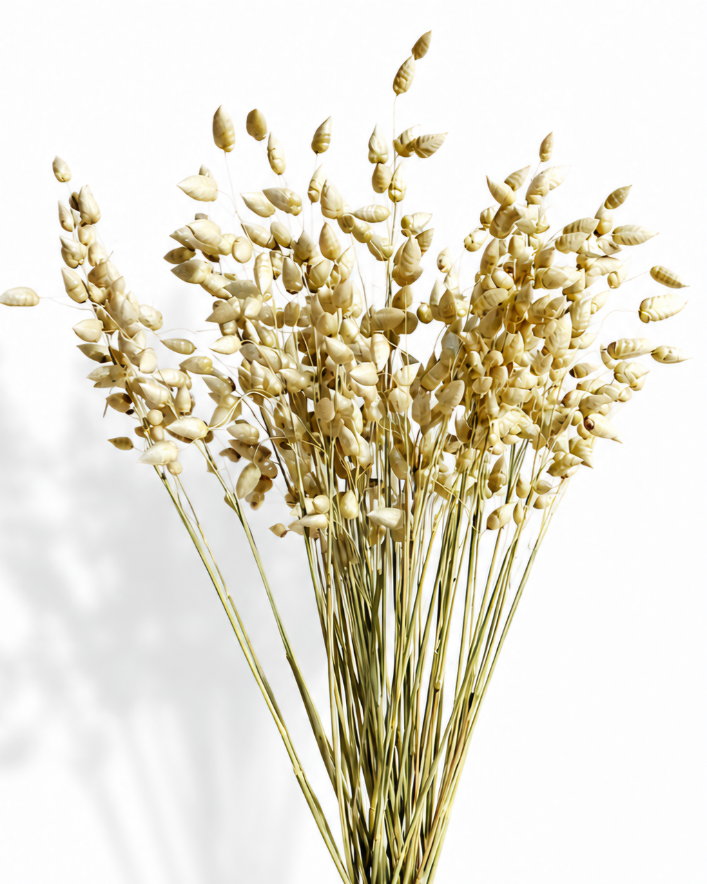Natural Wheat Briza Grass, Dried Quaking Grass Bunch