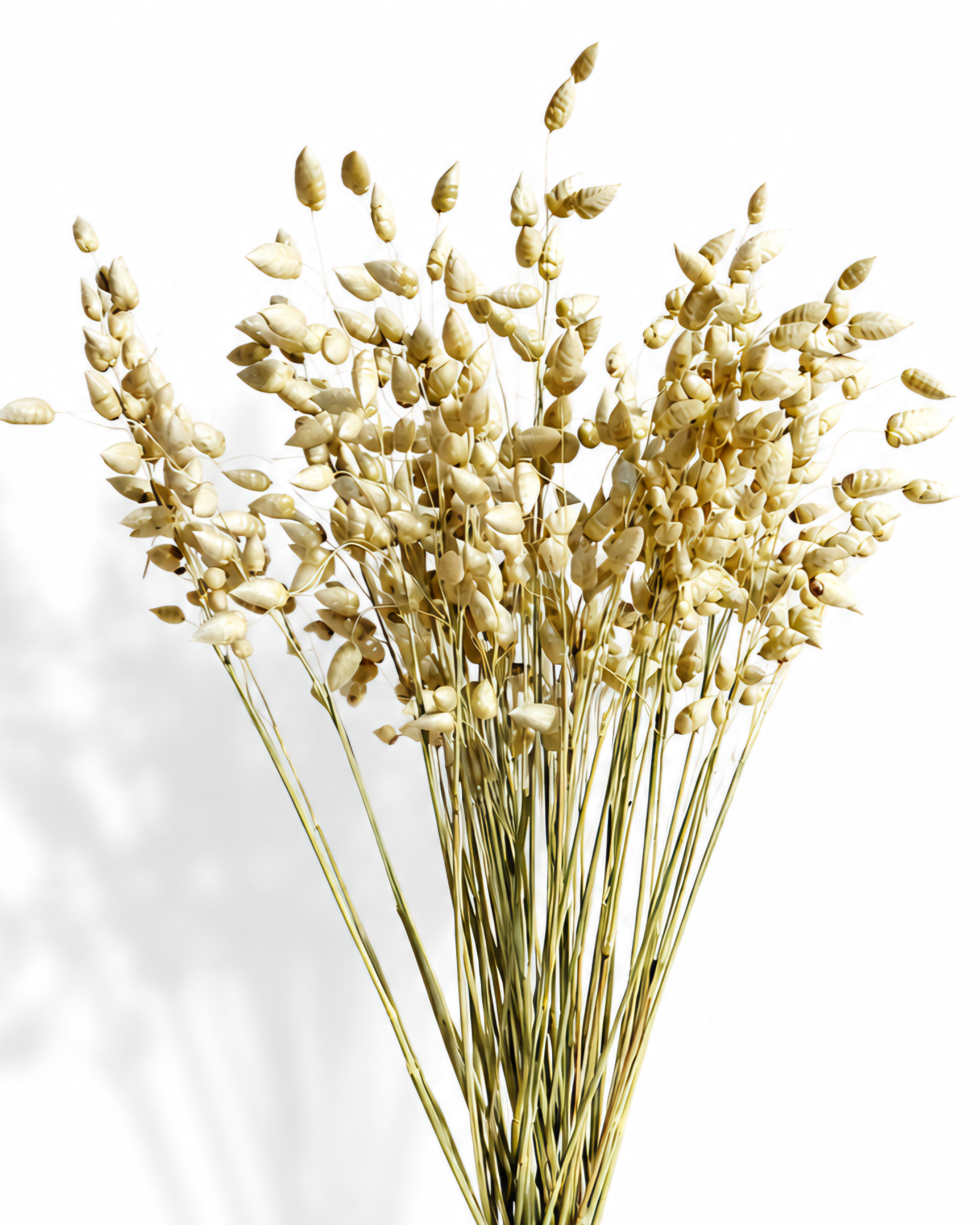 Natural Wheat Briza Grass, Dried Quaking Grass Bunch