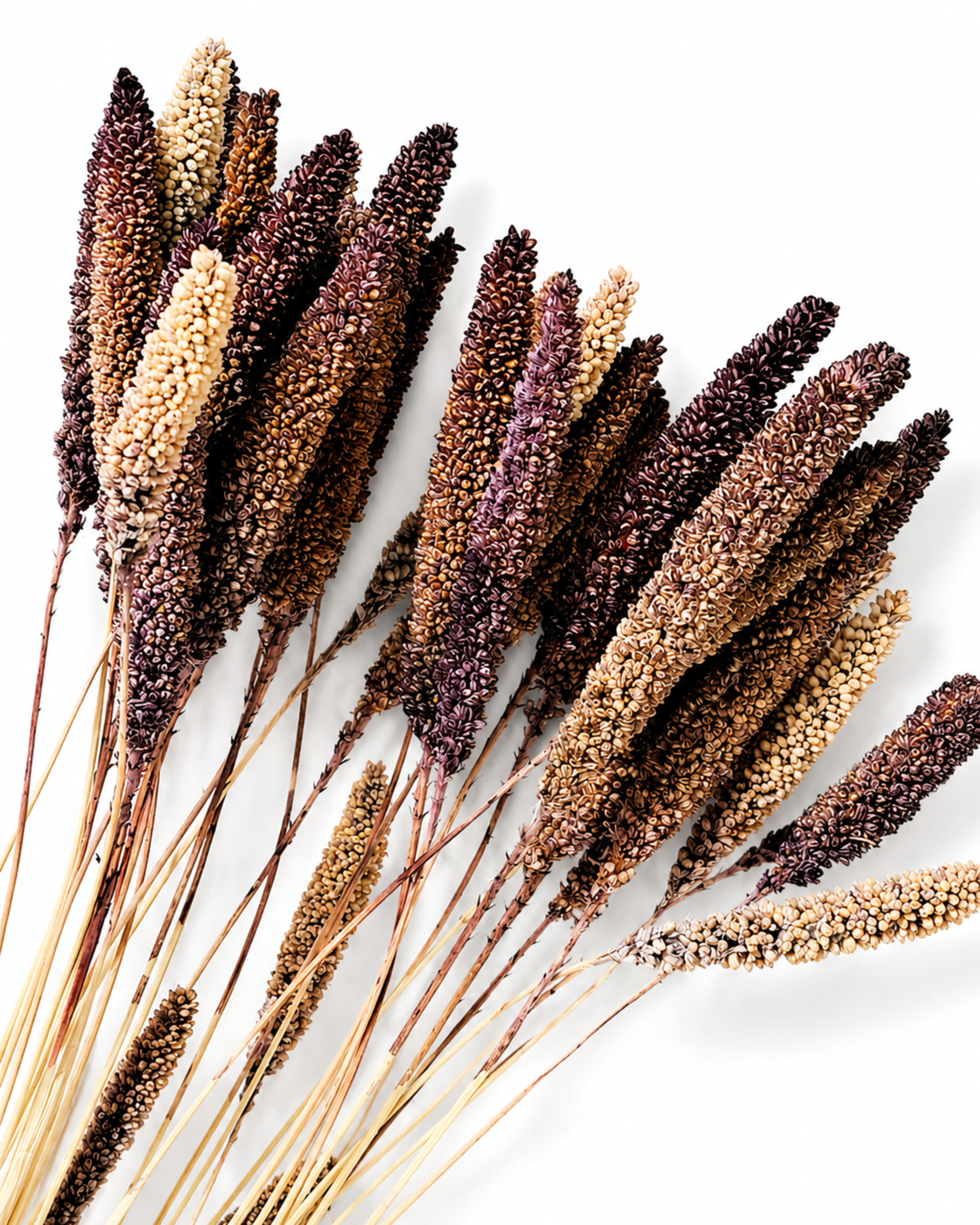 Close-up shot of a tied bunch of dried Setaria stems laying diagonally on a clean white background, displaying purple and beige tones.
