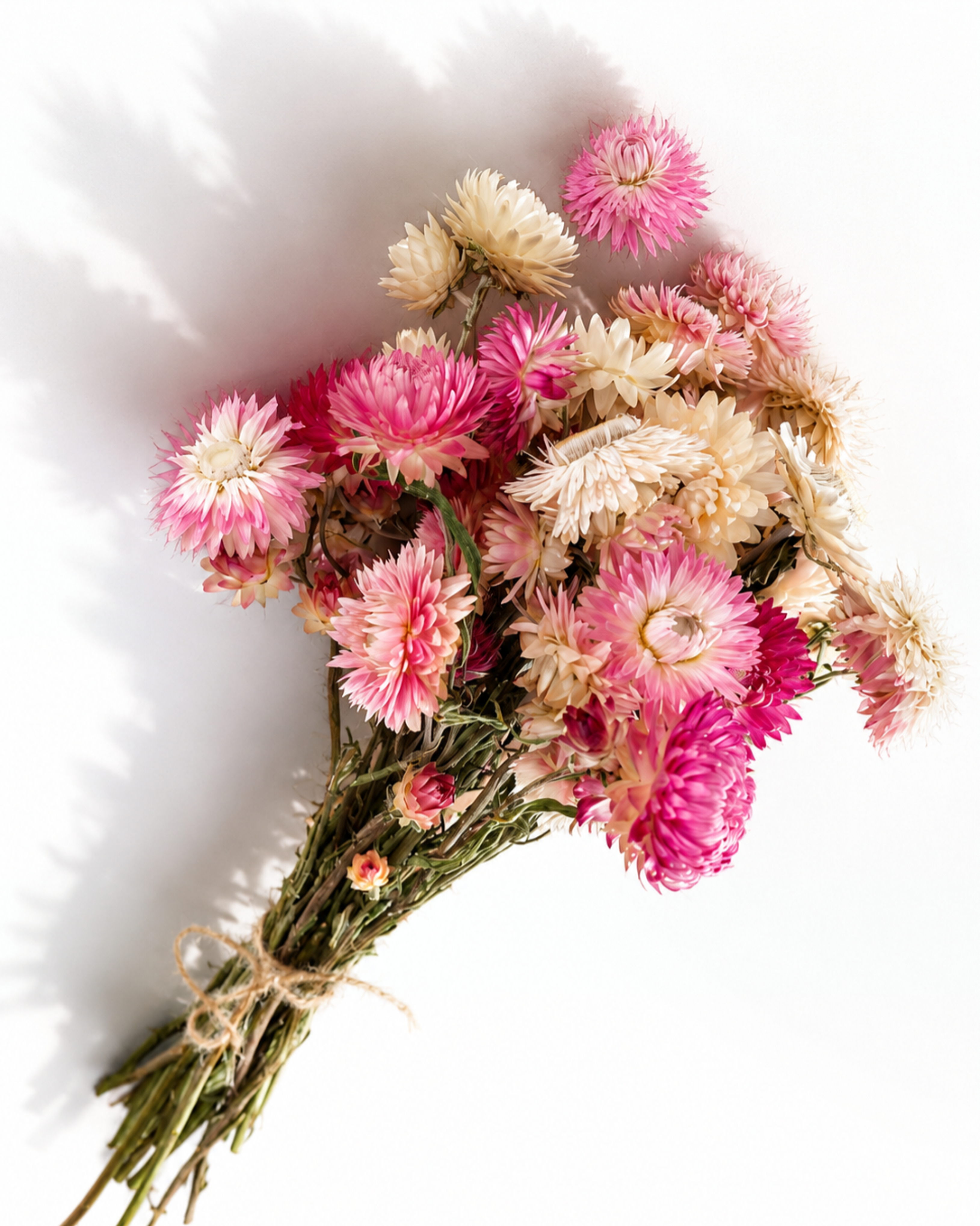 Diagonal view of a dried Helichrysum strawflower bundle with pink and cream blooms bound with twine.
