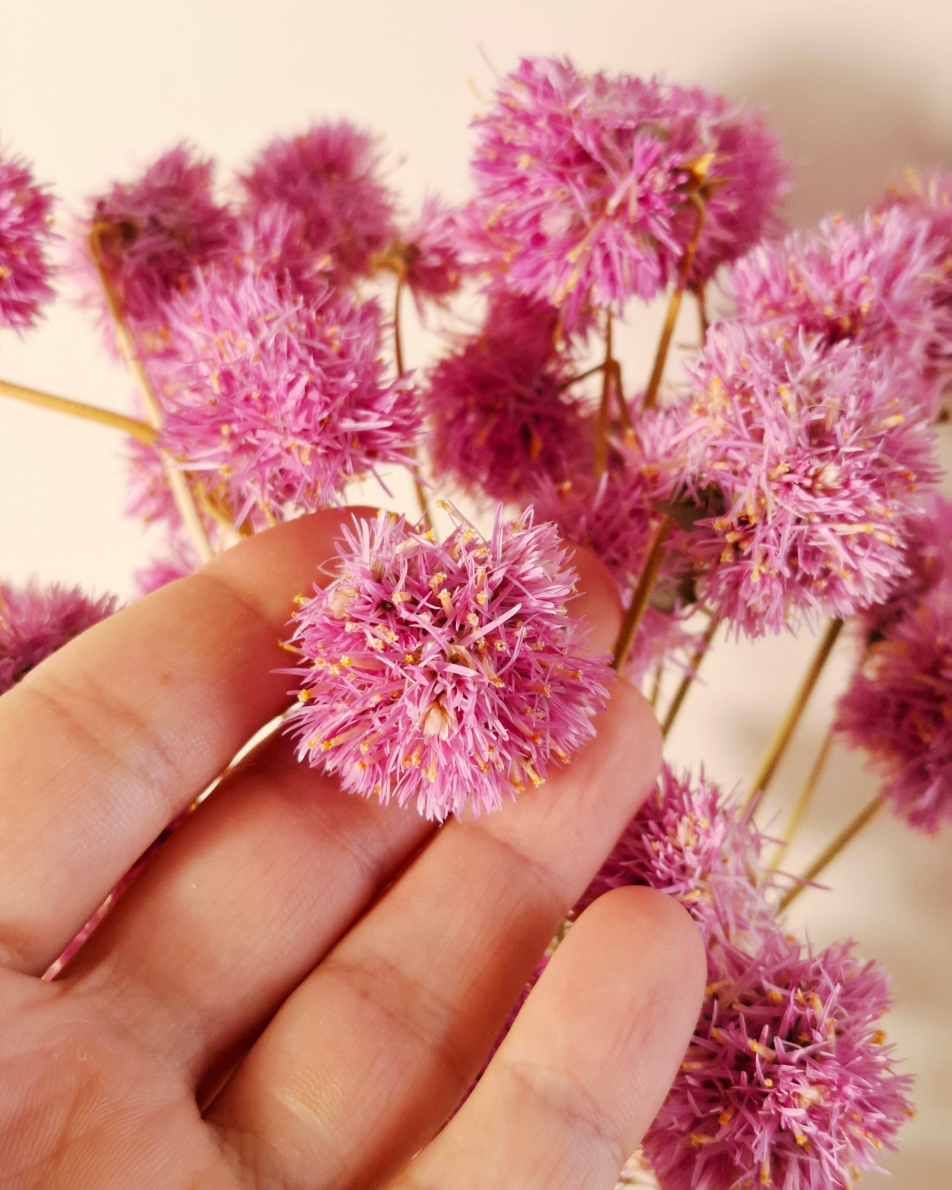 Pink Gomphrena Stems