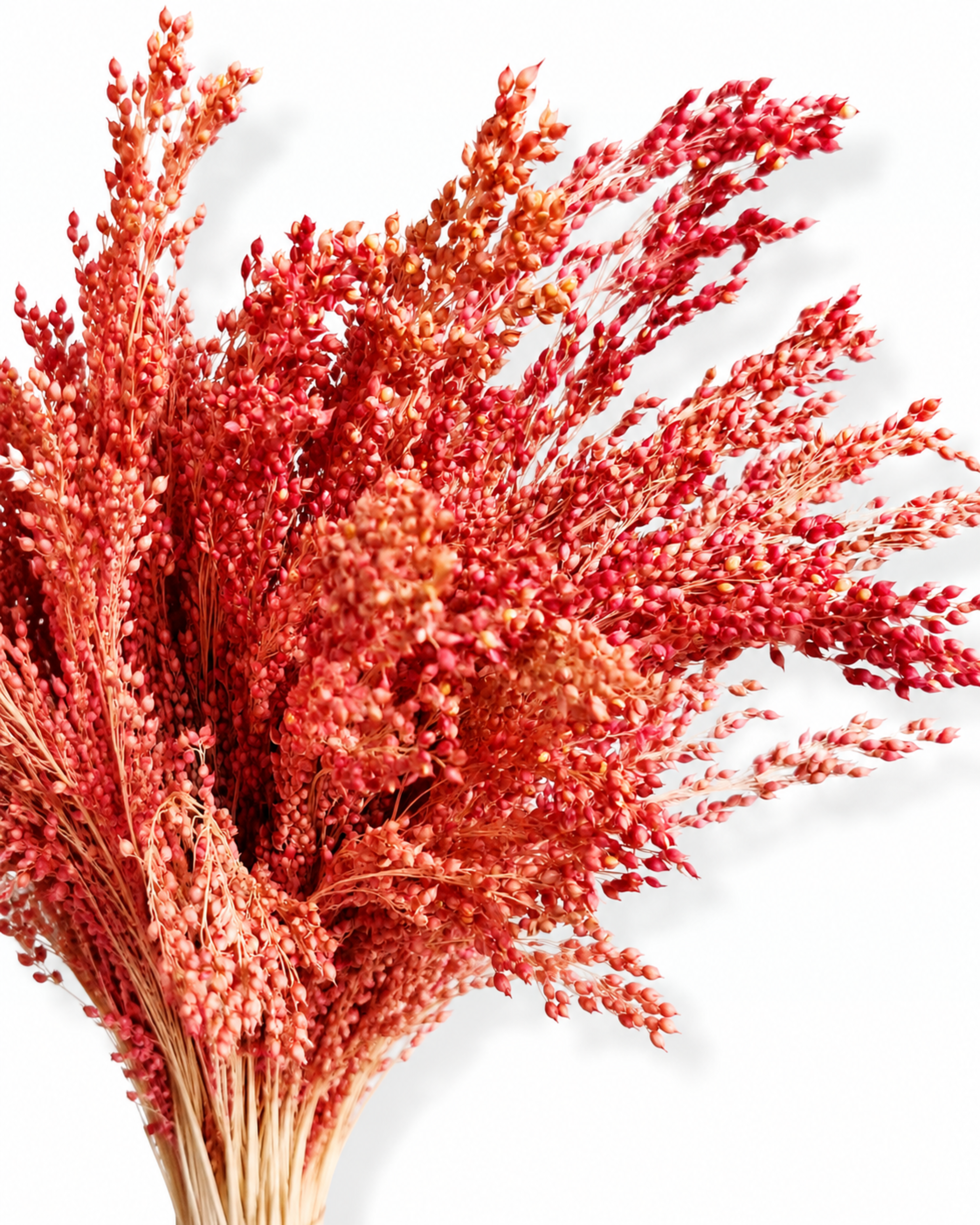 Full view of dense muted red dried millet stems bundle against a clean white background.
