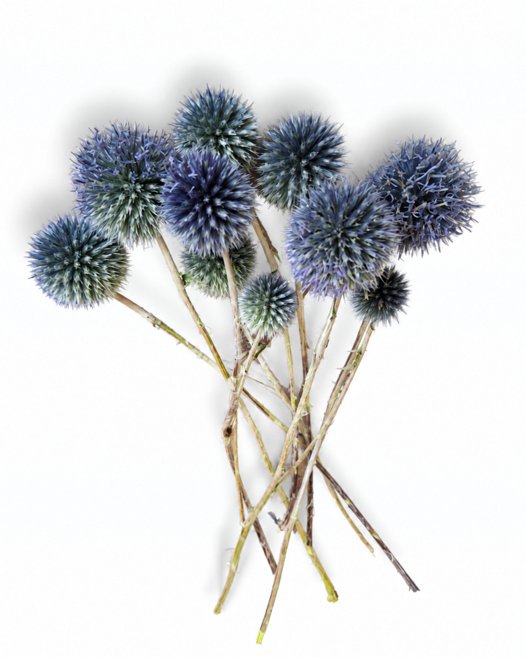 A bunch of ten short dried blue echinops stems lying together isolated on a plain white background.
