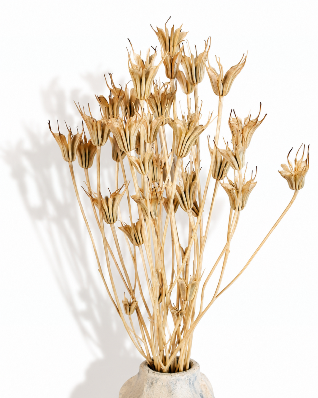 Natural Nigella Pods