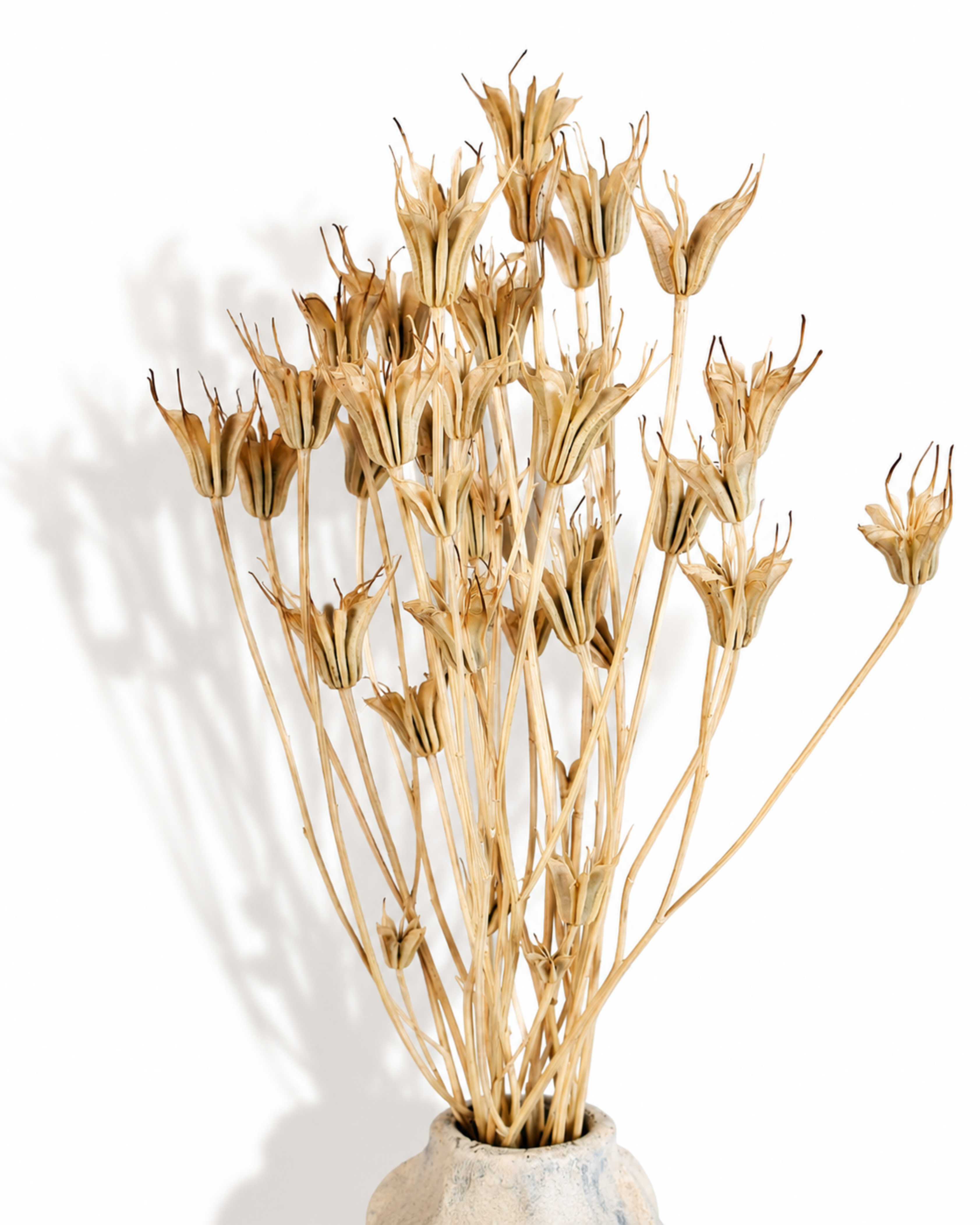Natural Nigella Pods