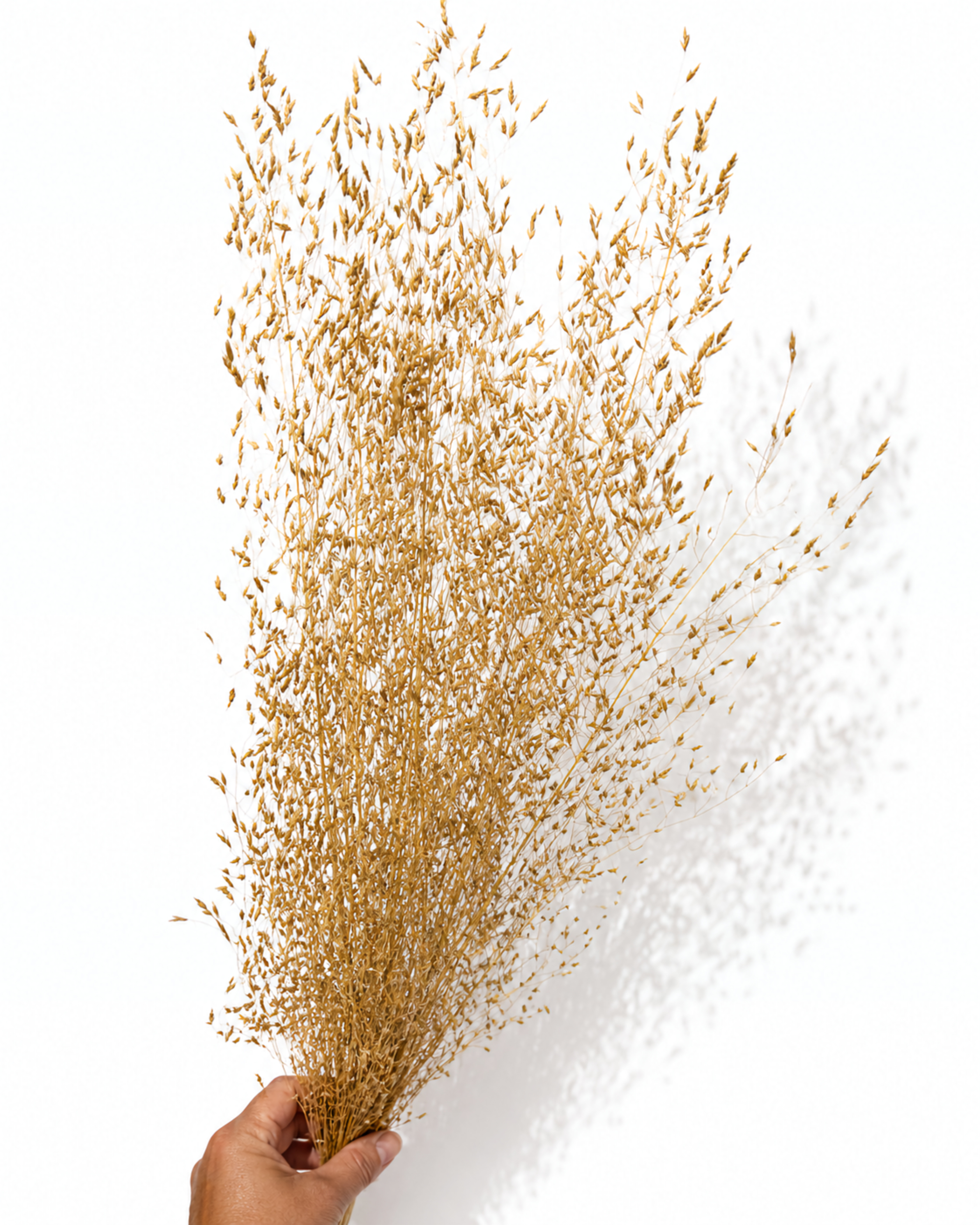 Tall Dried Rice Grass Bundle - Beige Natural Grass Stems