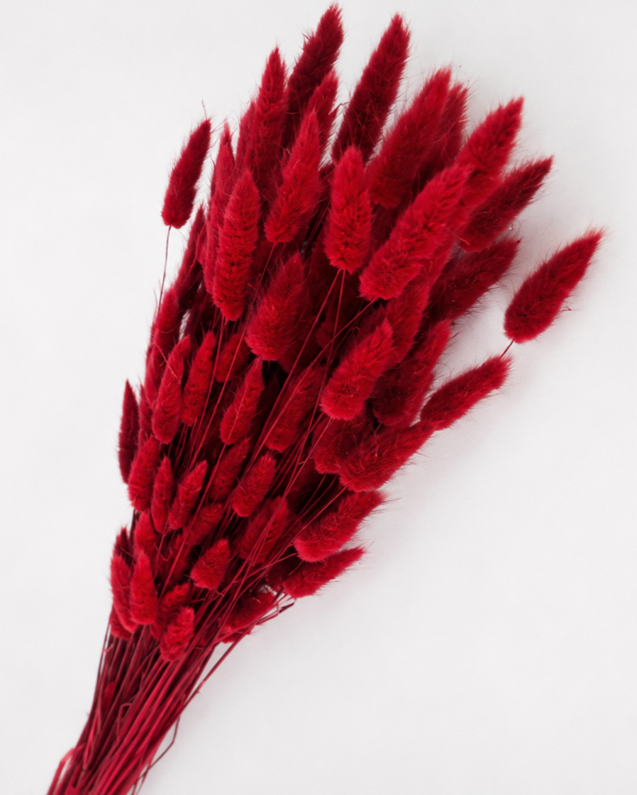 Red Bunny Tail Grass