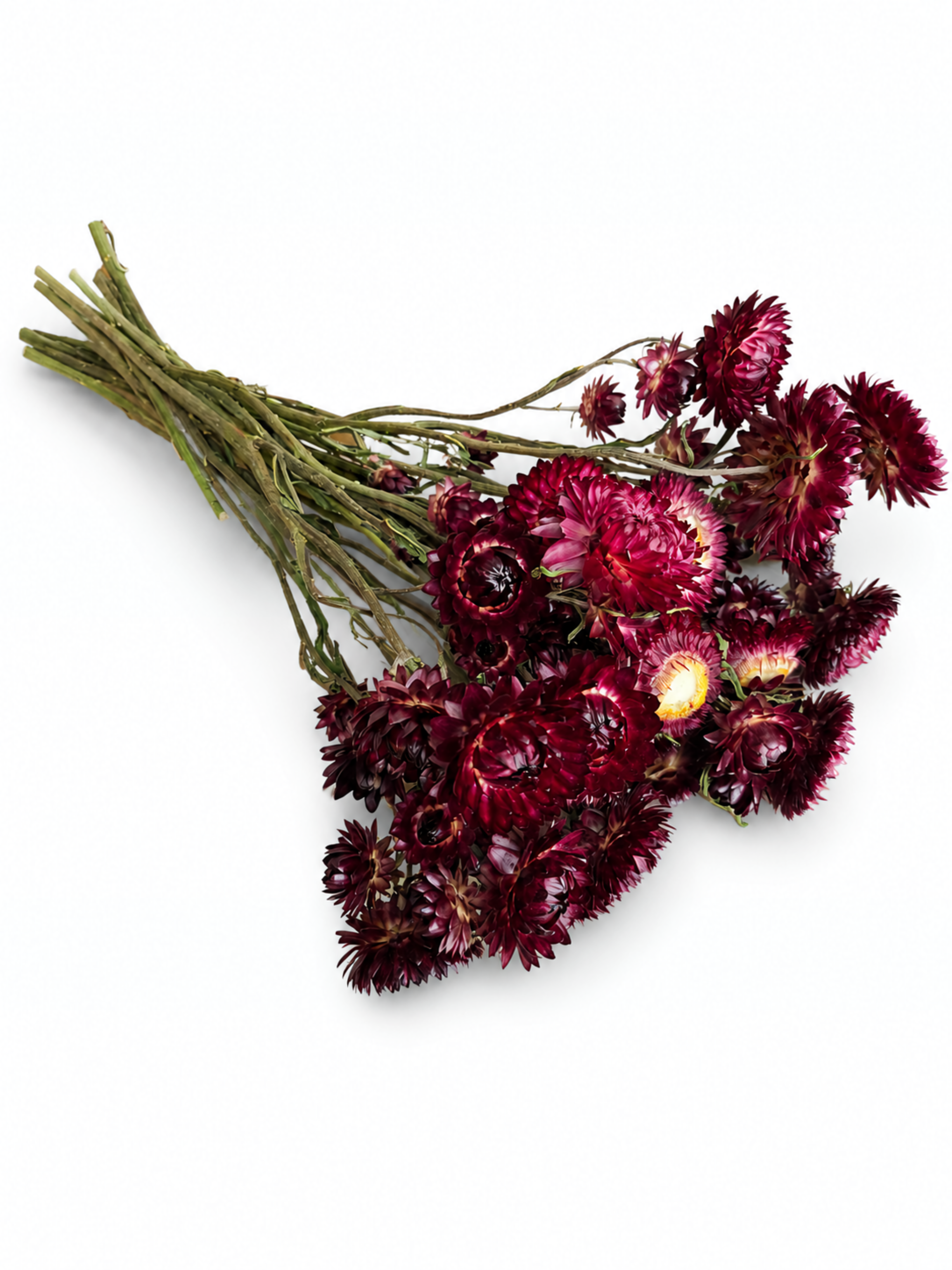 Burgundy Dried Helichrysum Stems