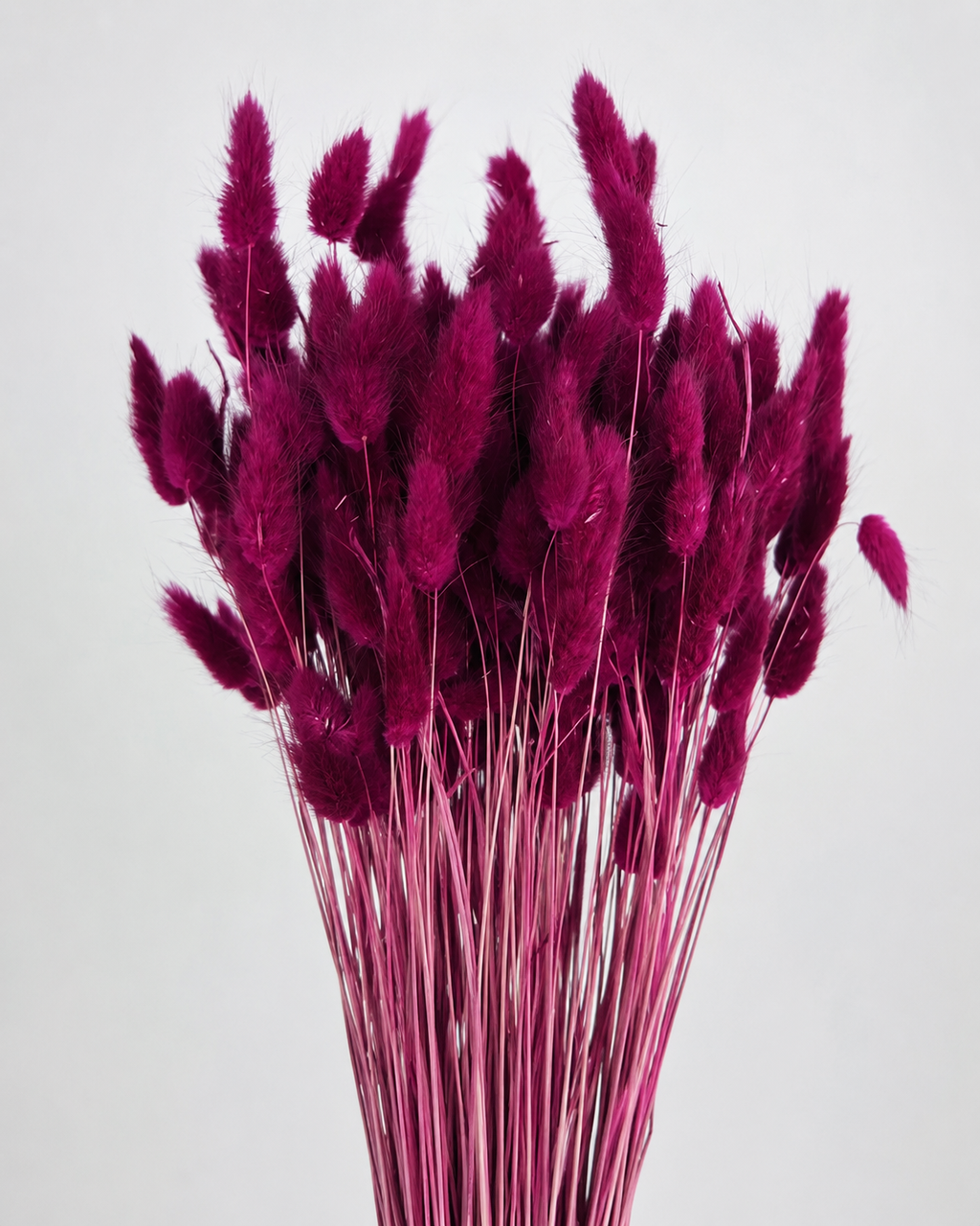 Crimson Bunny Tail Grass