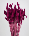 Crimson Bunny Tail Grass
