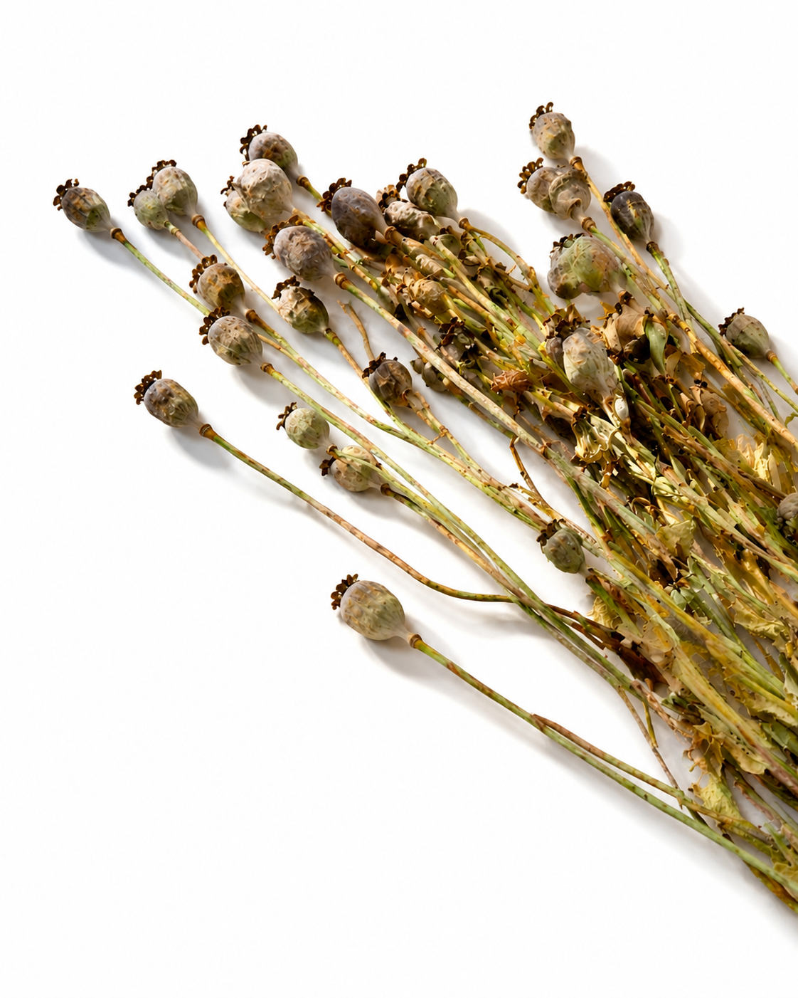 Natural Dried Poppy Bouquet