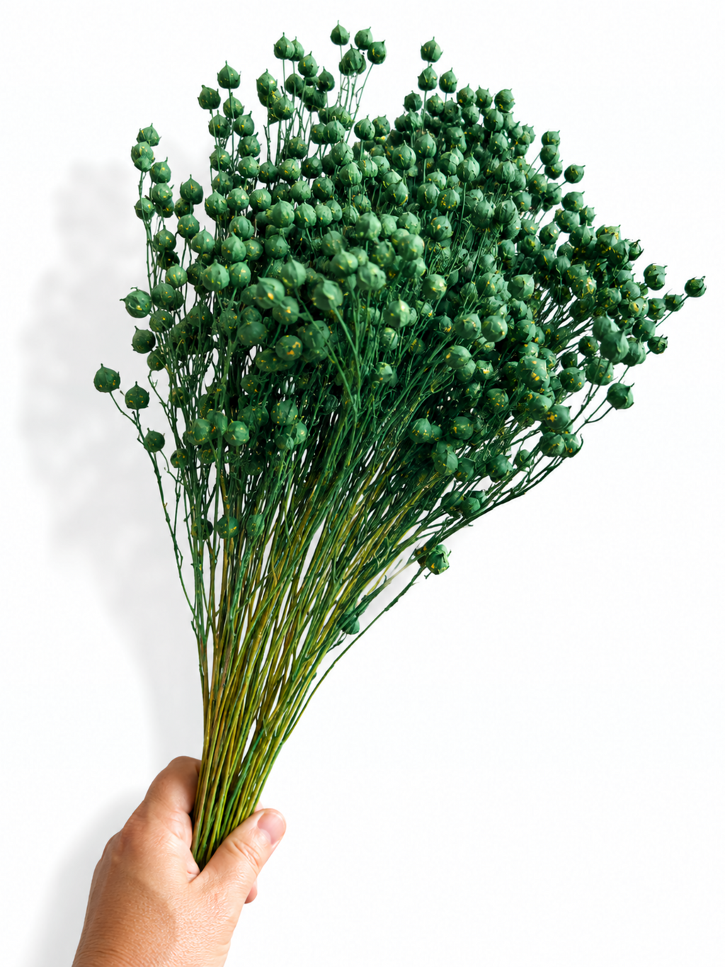 Soft and flexible stabilized green Linum flower stems with tiny round seed pods, 50g bundle for modern interior styling.
