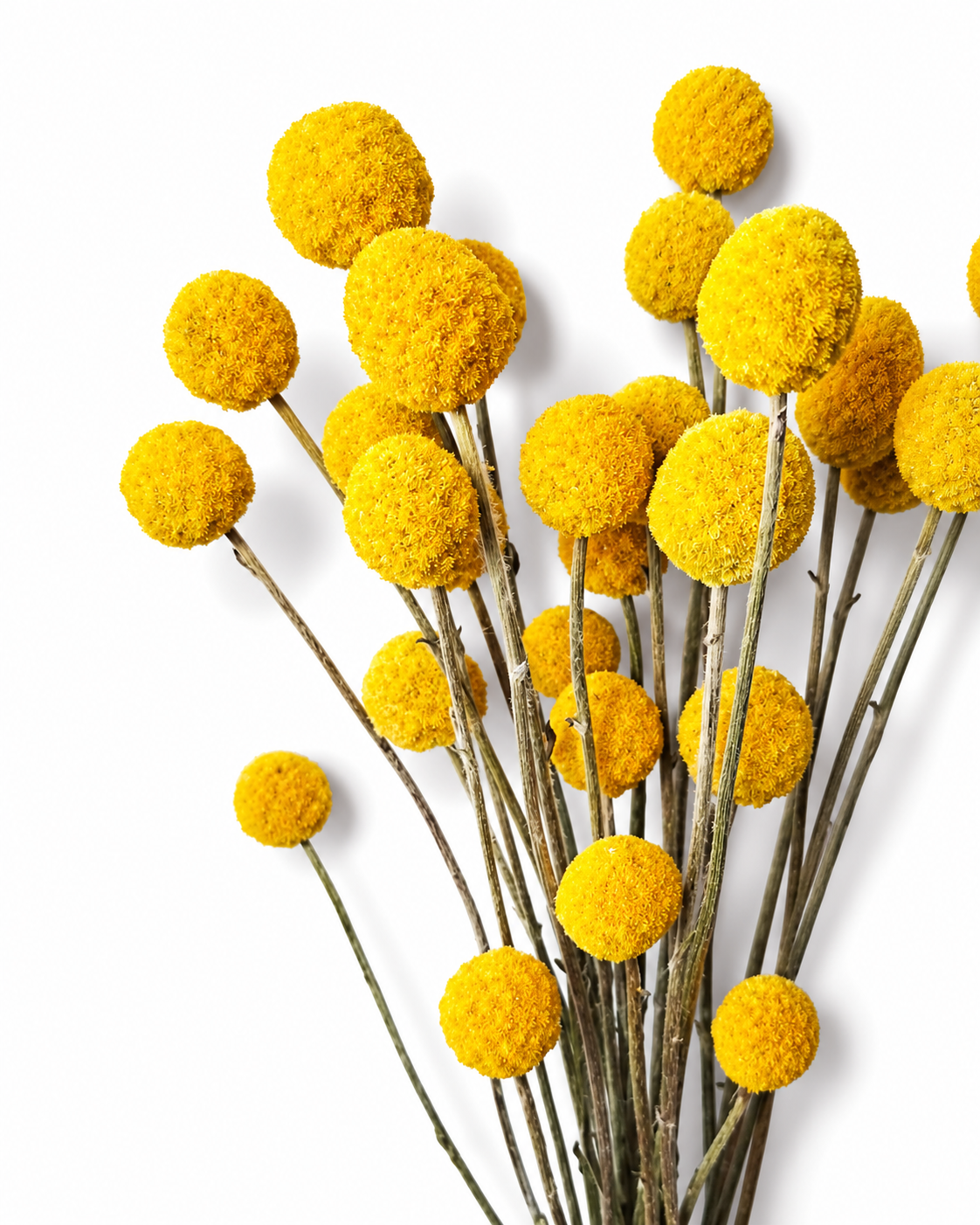 Craspedia Dried Flower Bouquet