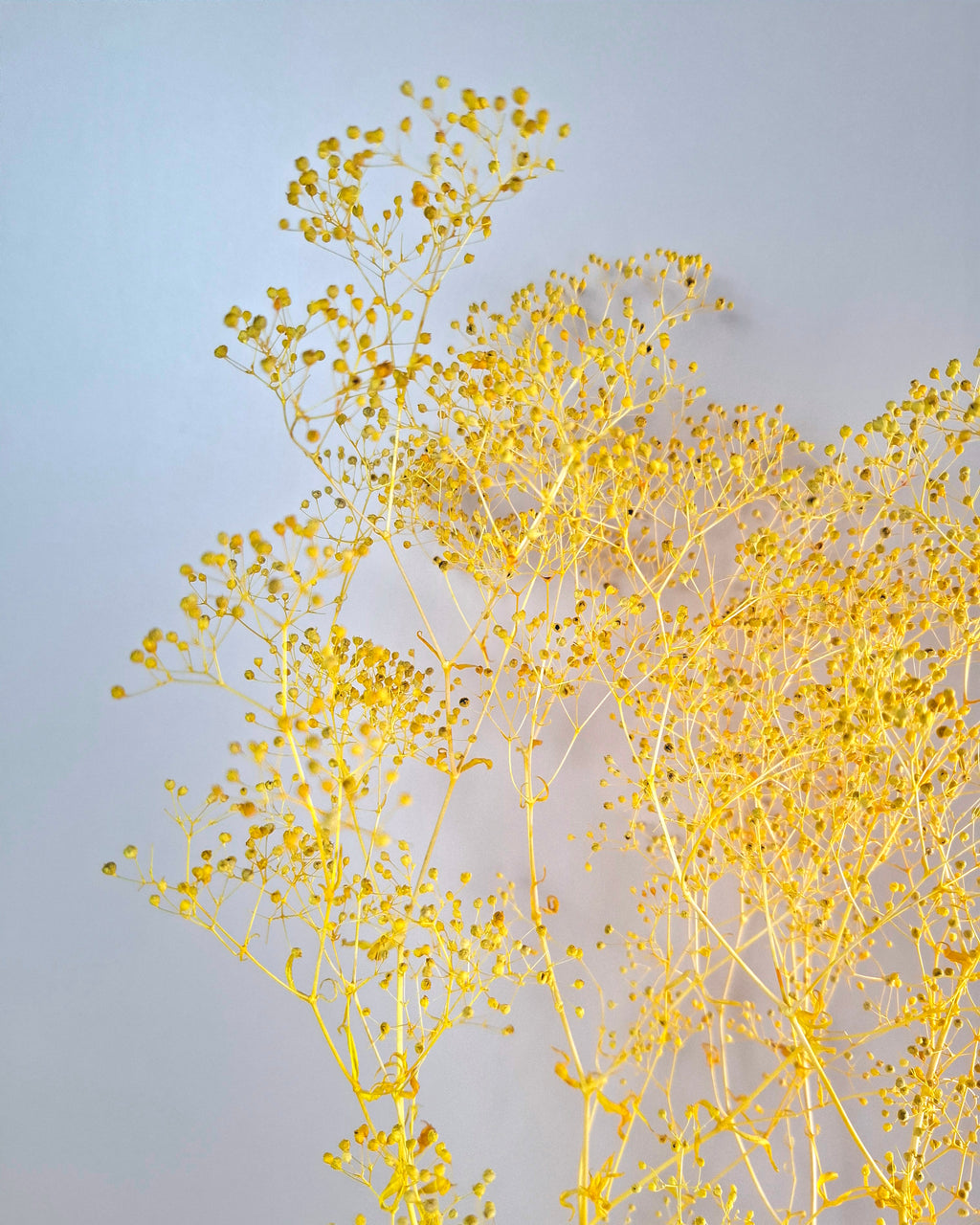 Yellow Preserved Gypsophila Stems