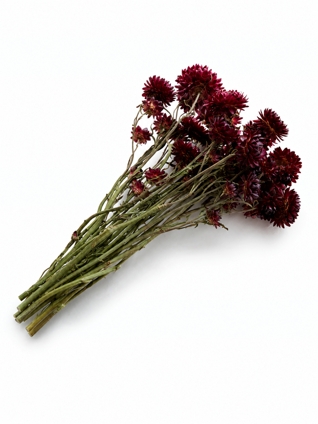 Burgundy Dried Helichrysum Stems