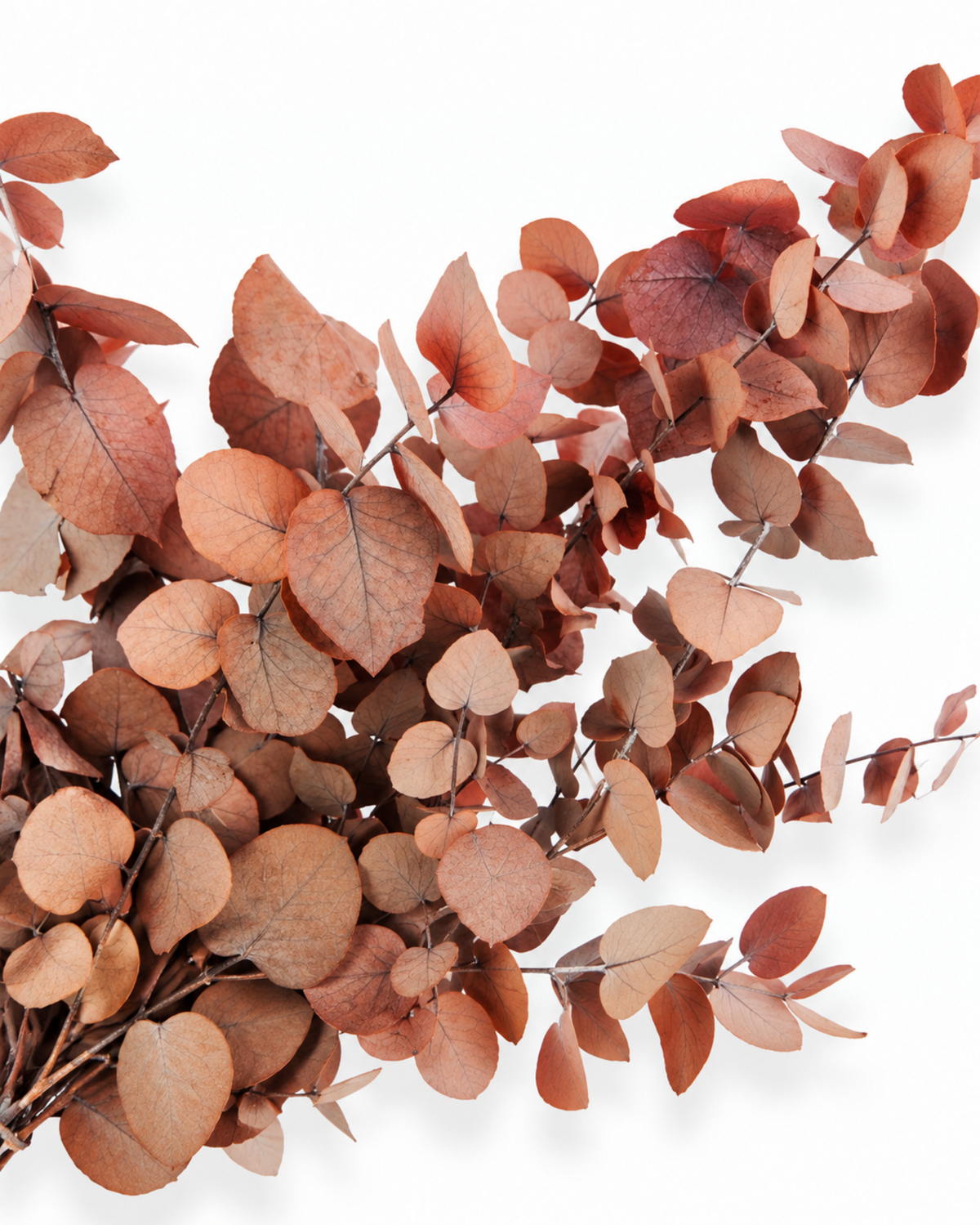 Close-up shot of rich rust red and terracotta preserved eucalyptus leaves on stems.
