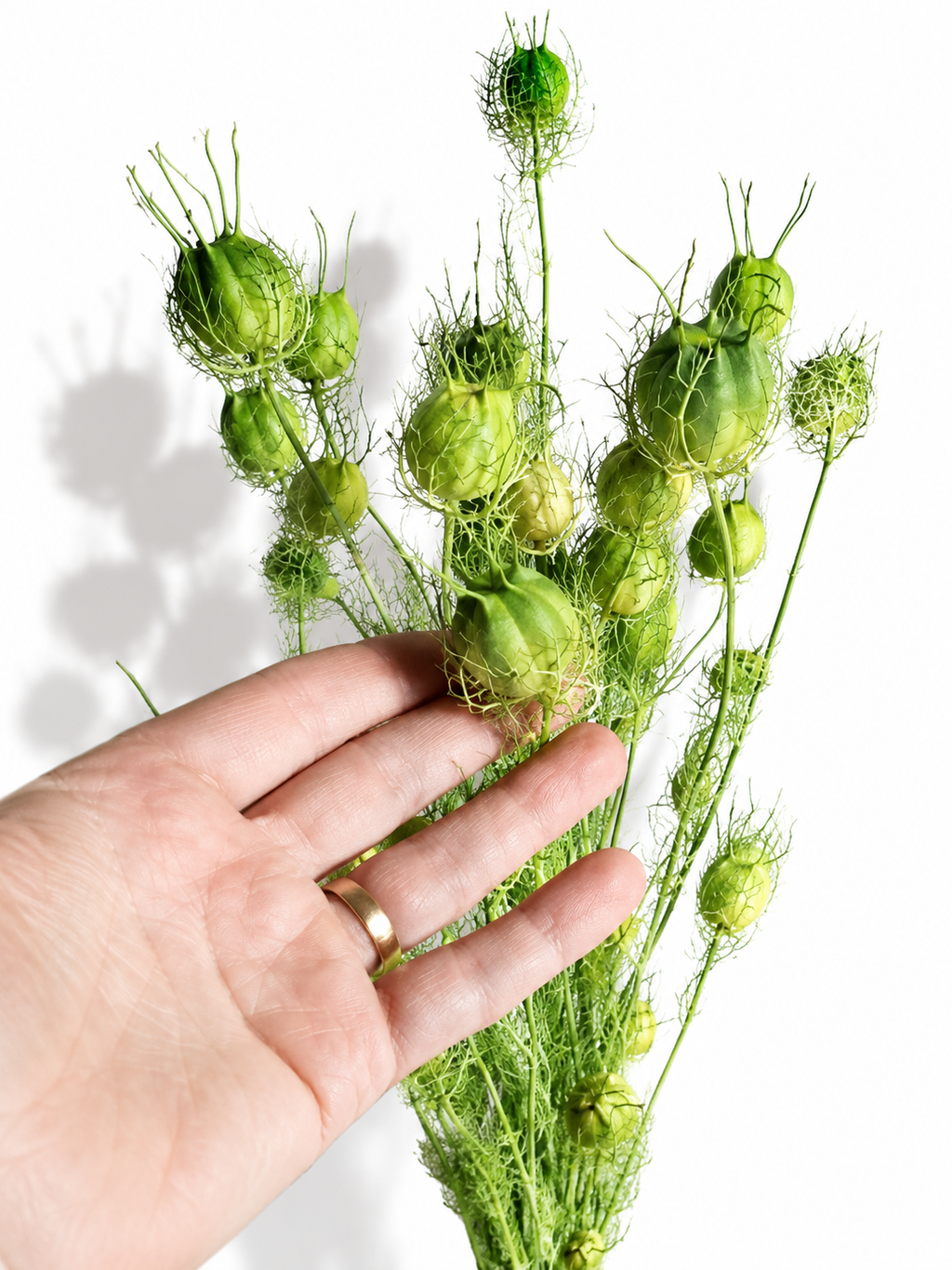 Bright Green Nigella Pods