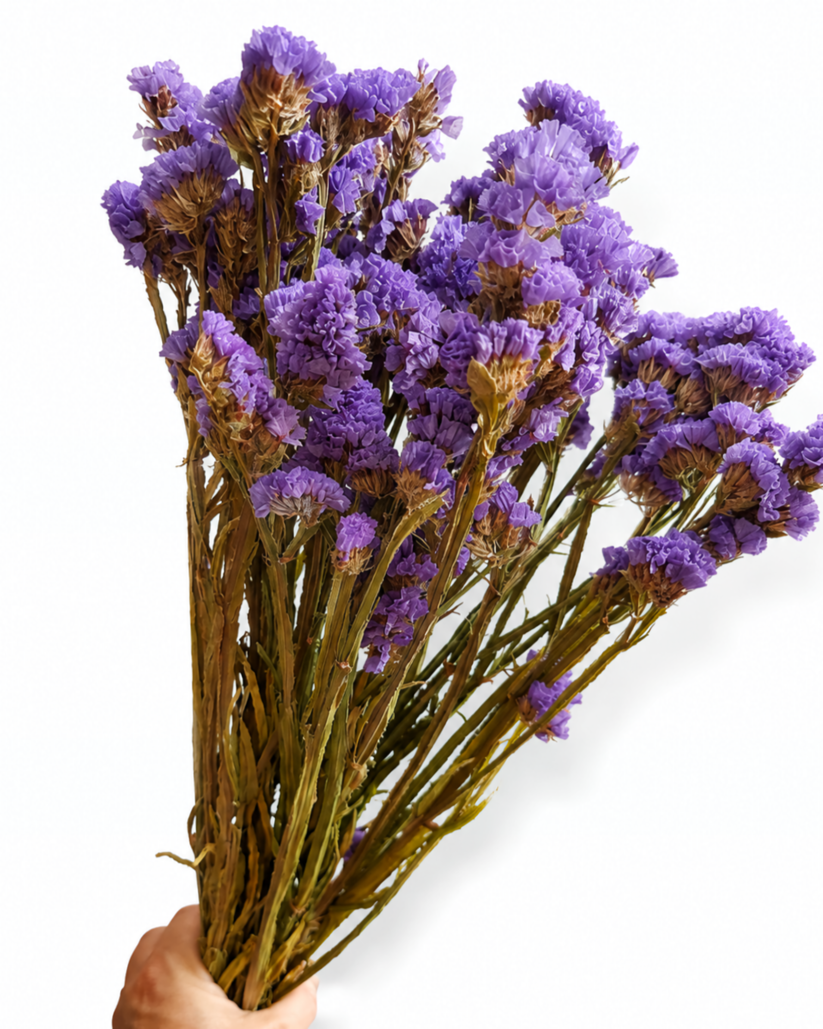 Naturally air-dried lavender blue Statice flower stems, 45-50cm height, 100g wholesale bundle for interior design.
