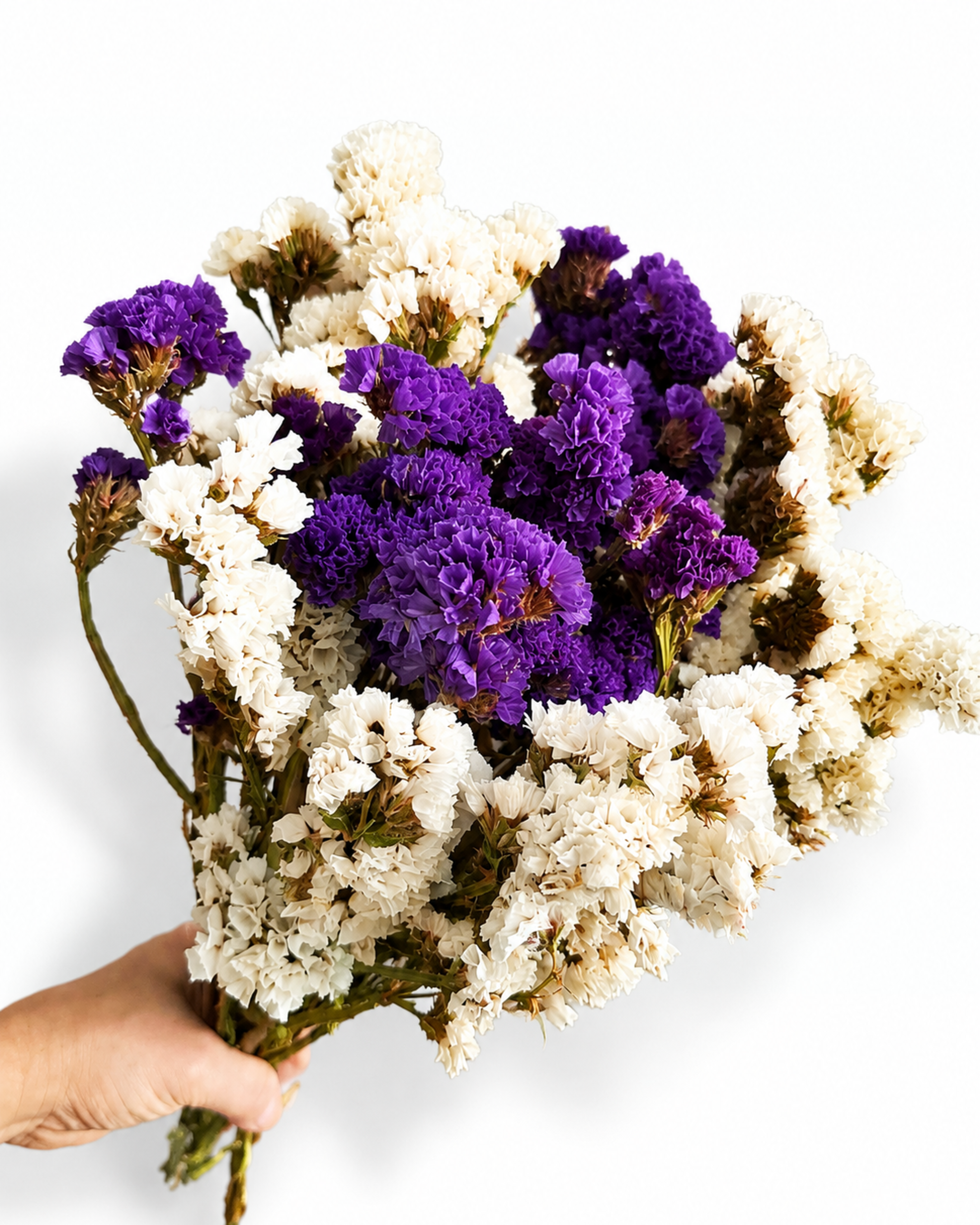Wholesale bulk dried flowers mixed limonium stems safely packed for European studios
