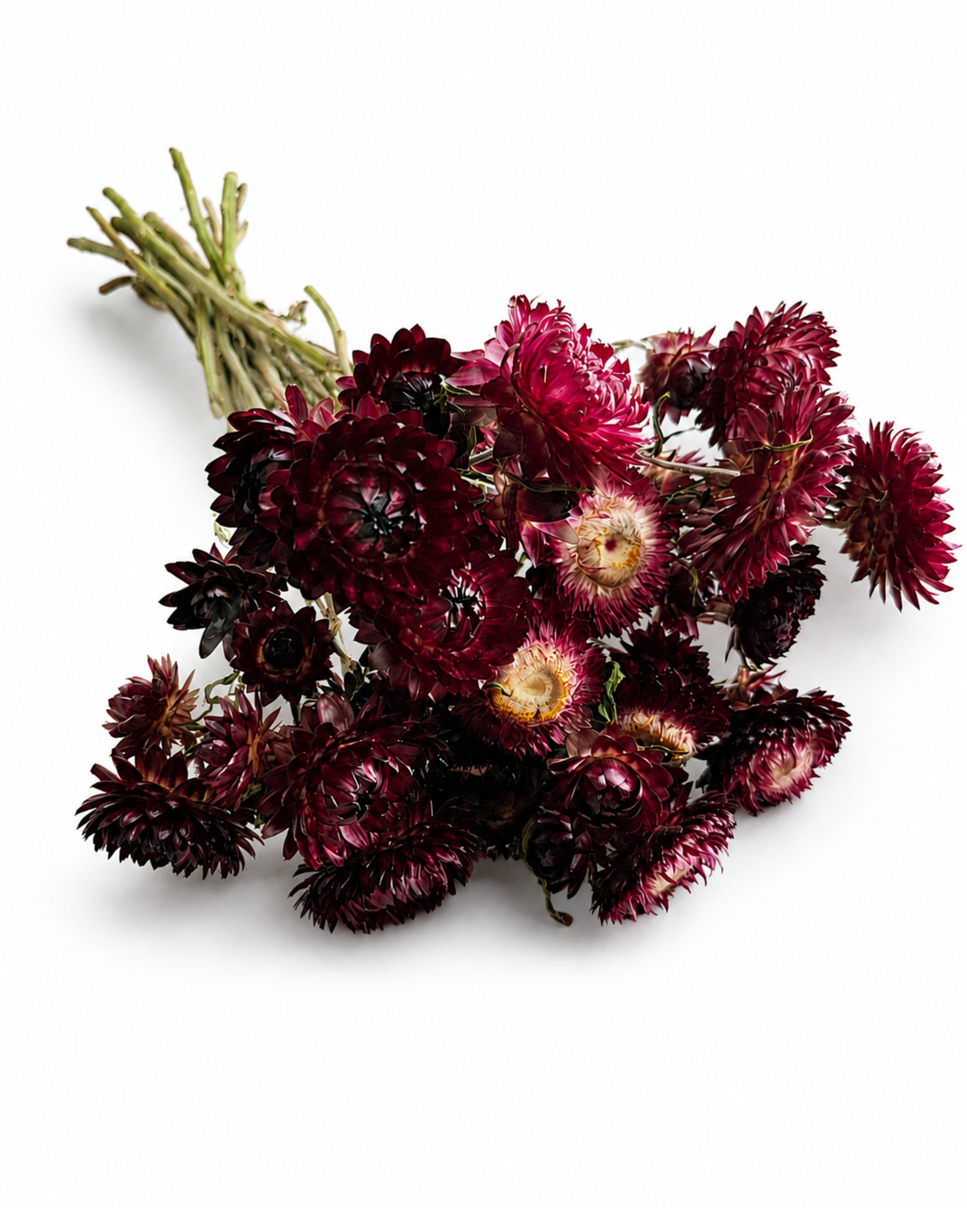 Premium dried burgundy red helichrysum strawflowers 25 stems bunch for professional florist decor