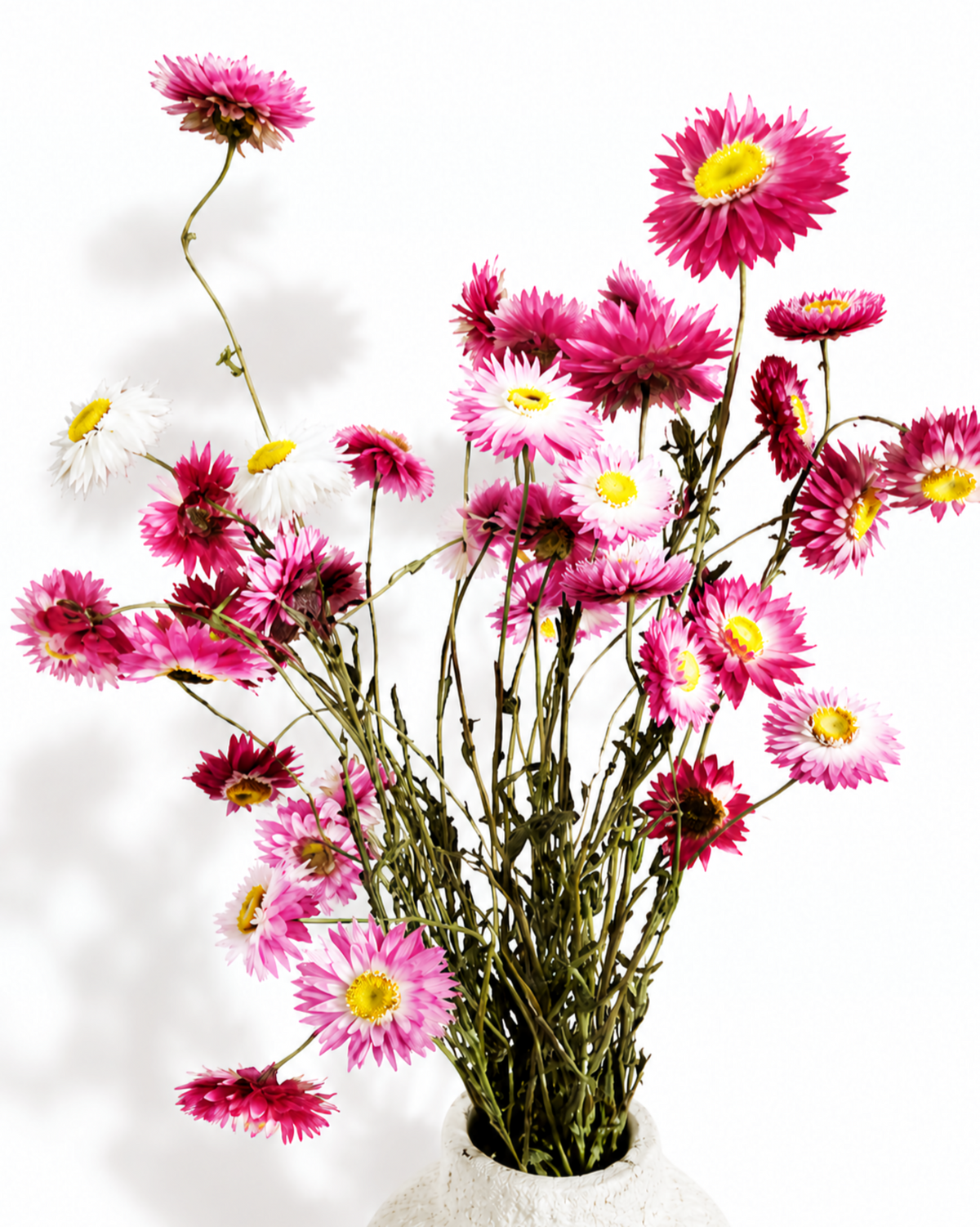 Bright pink dried strawflower arrangement in a wavy white vase against a clean white wall.
