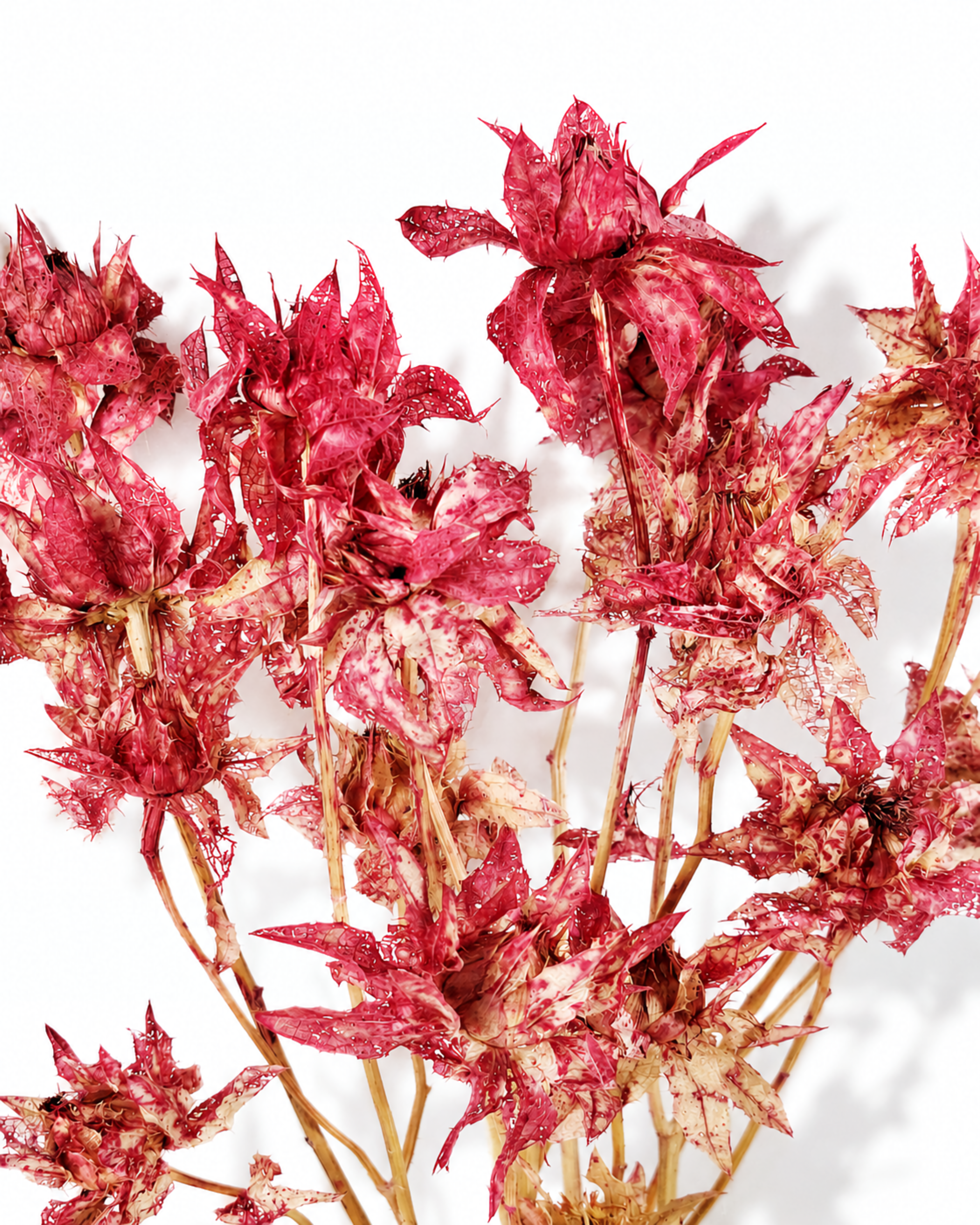 Detailed view of a collection of bright magenta-pink Safflower flower heads on sturdy stems.
