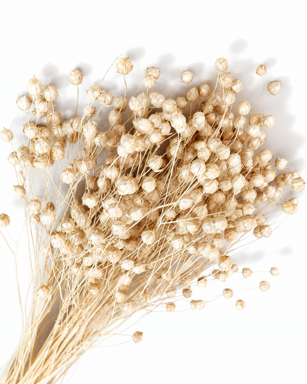 Pearl Dried Flax Stems