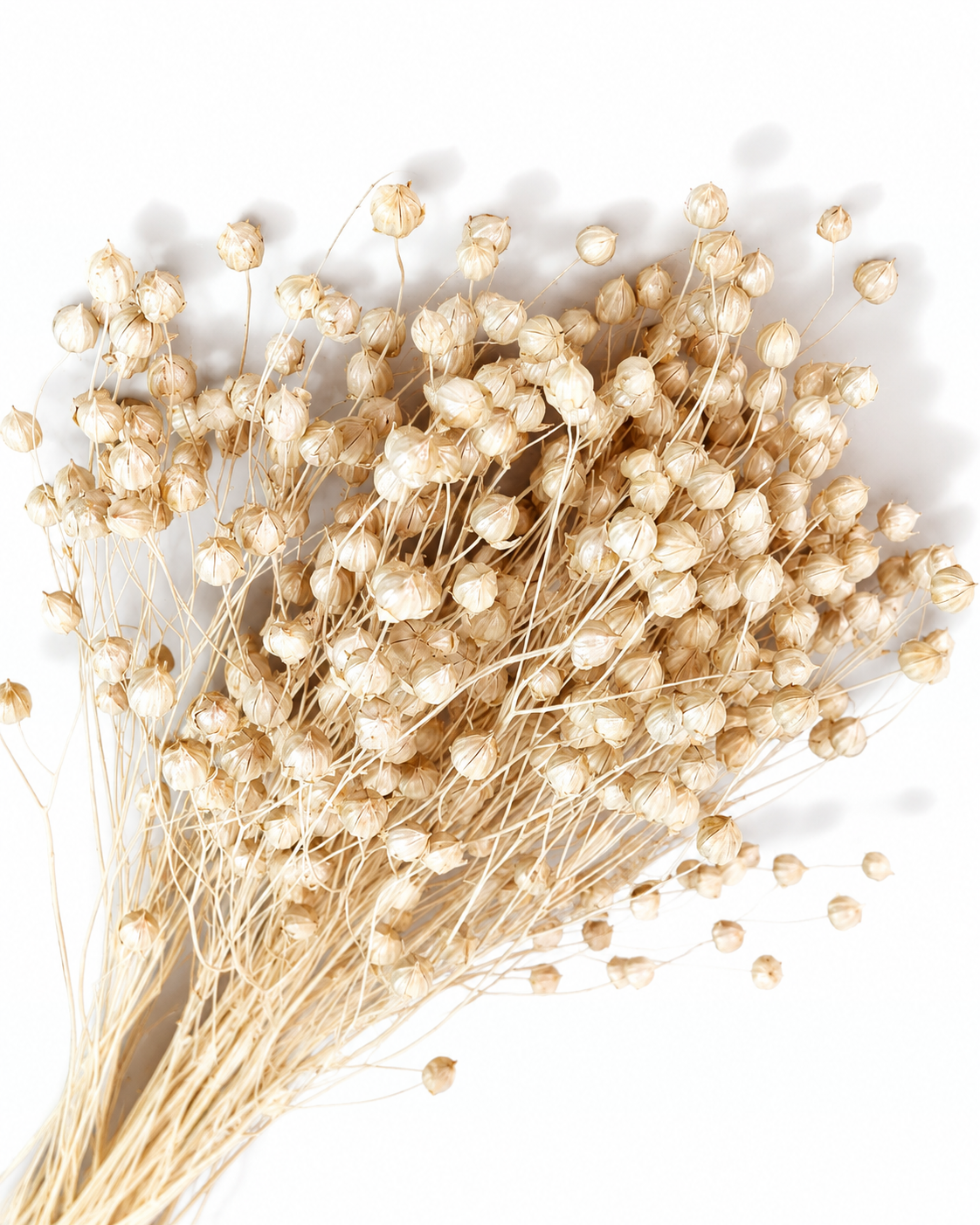Pearl Dried Flax Stems