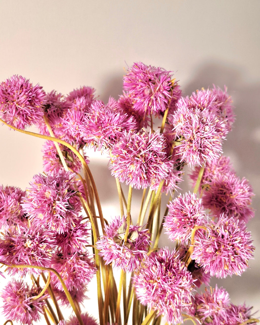 Pink Gomphrena Stems