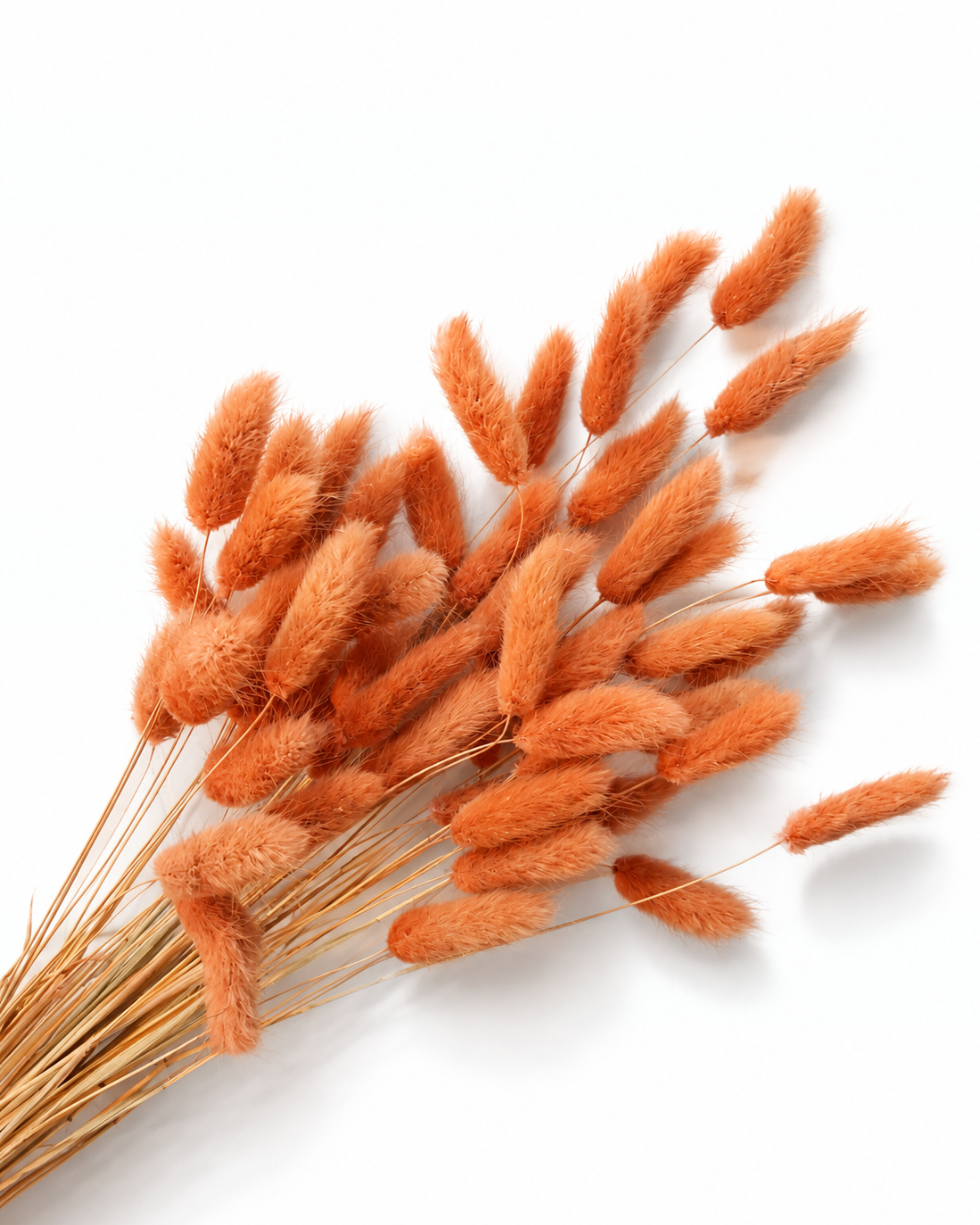 Preserved terracotta bunny tail grass bundle arranged diagonally on a smooth white surface.
