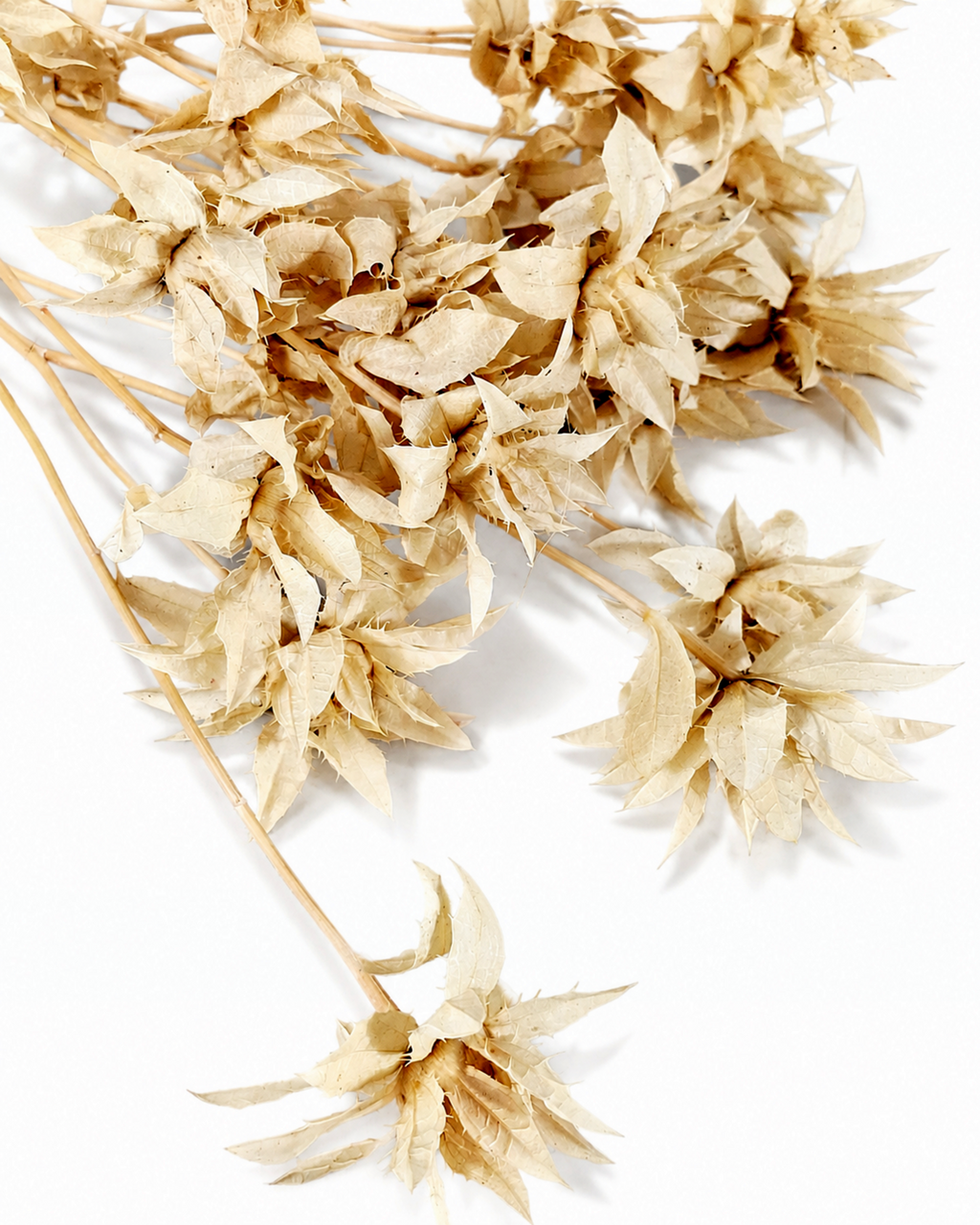 Premium preserved cream beige safflower stems close up texture for professional florist decor